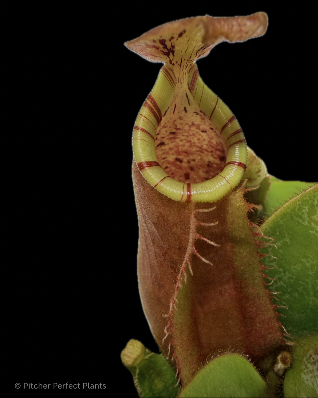 Nepenthes veitchii [(Murud Striped x Candy) #3 x (Akazukin x Bareo) #1] - Pitcher Perfect Plants