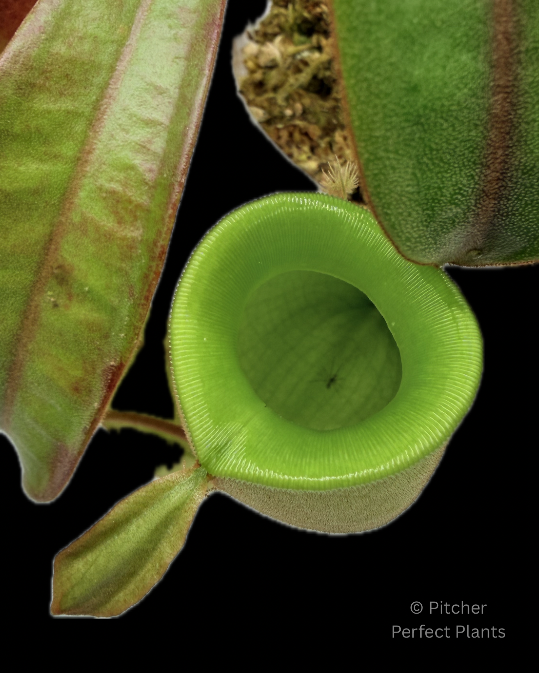 Nepenthes ampullaria, orange leaf (Tayeve, Irian Jaya) - Pitcher Perfect Plants