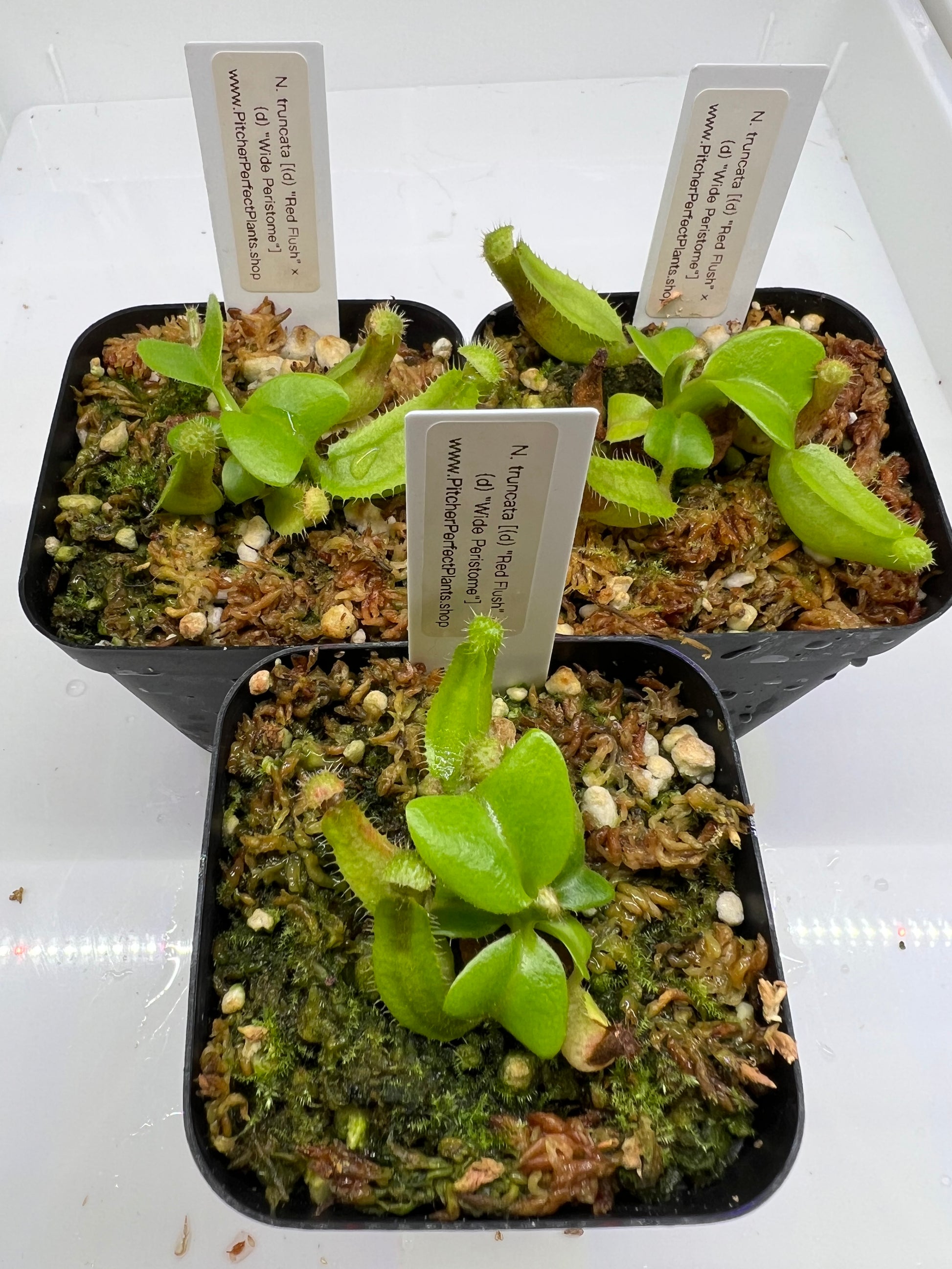 Nepenthes truncata [(d) "Red Flush" × (d) "Wide Peristome"] - Pitcher Perfect Plants