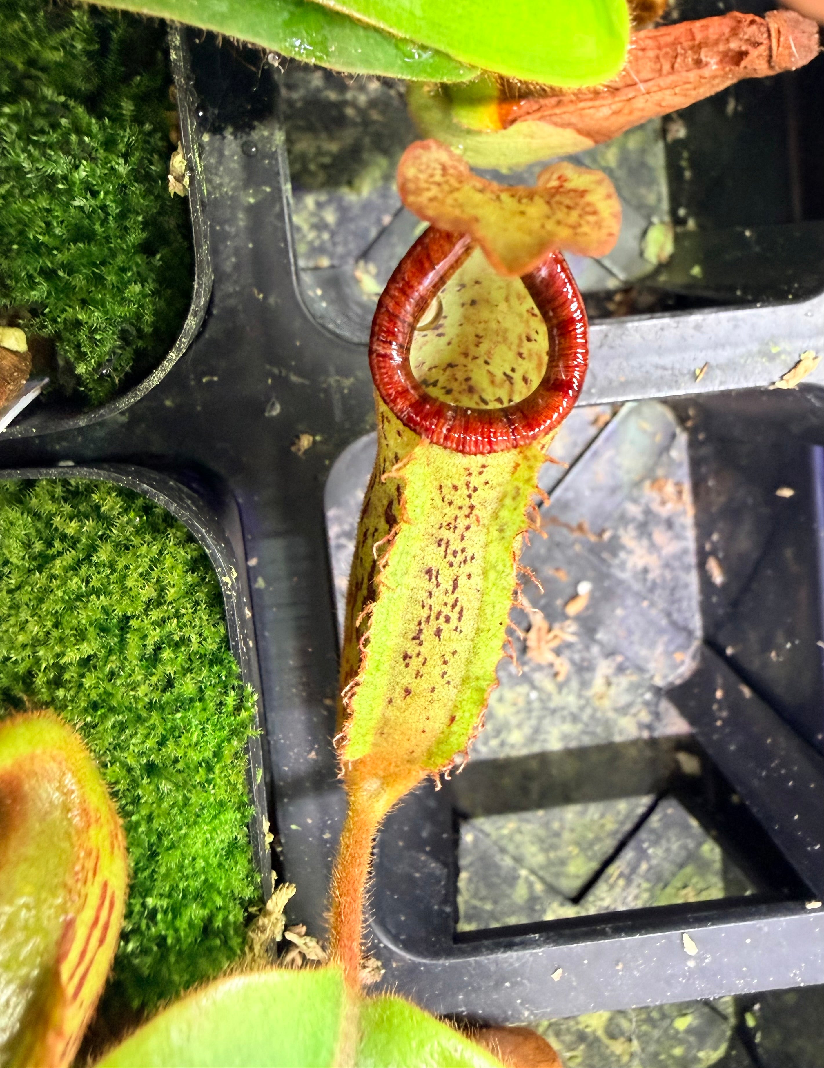 Nepenthes ('Splendid Diana' x platychila) x veitchii 'Candy Dreams