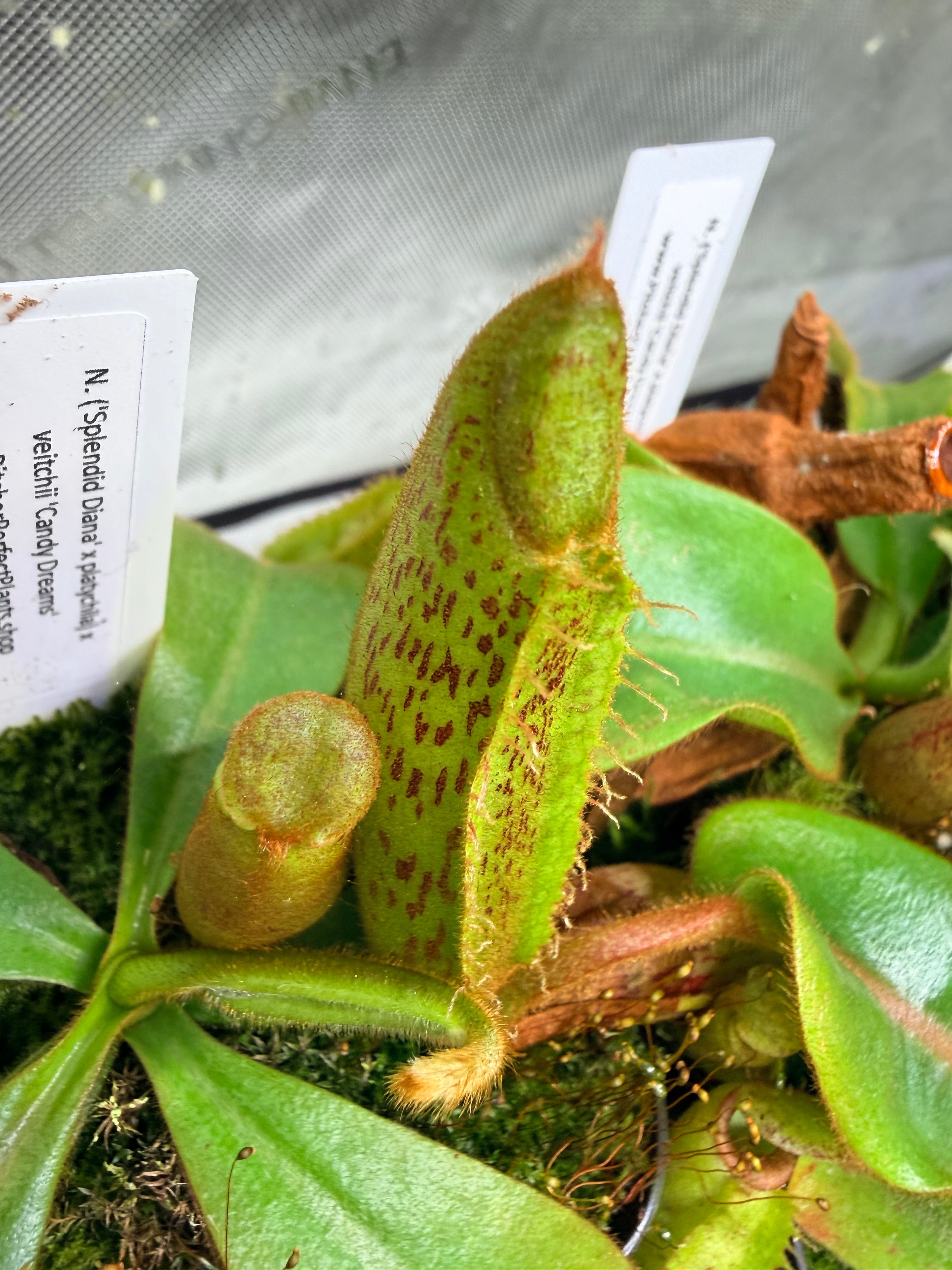 Nepenthes ('Splendid Diana' x platychila) x veitchii 'Candy Dreams