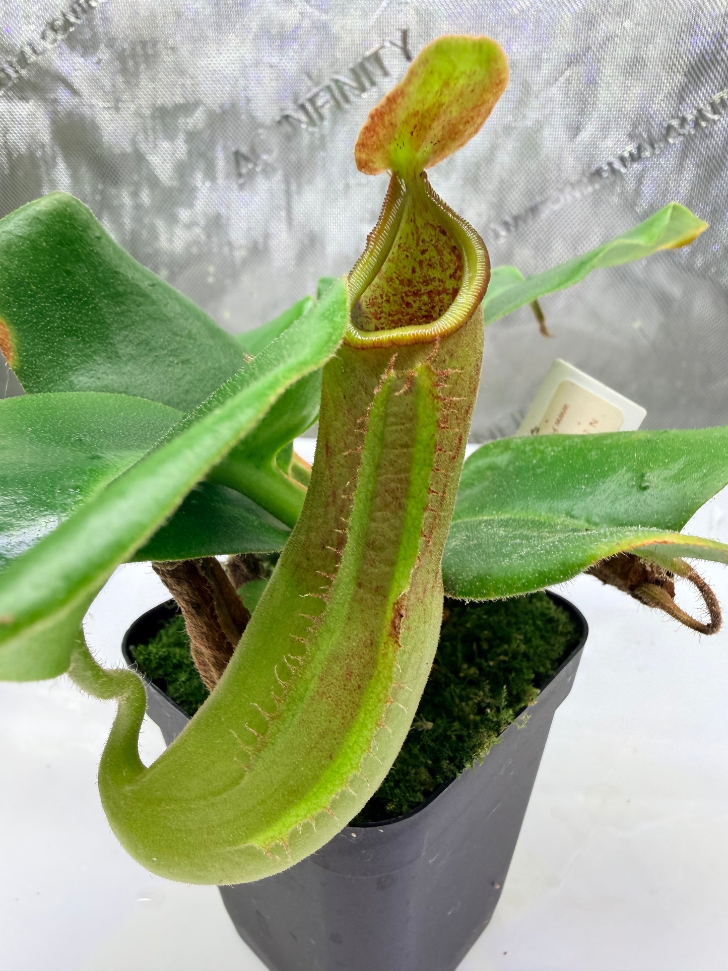 Nepenthes truncata [(d) × Pasian Red] × JB - Pitcher Perfect Plants