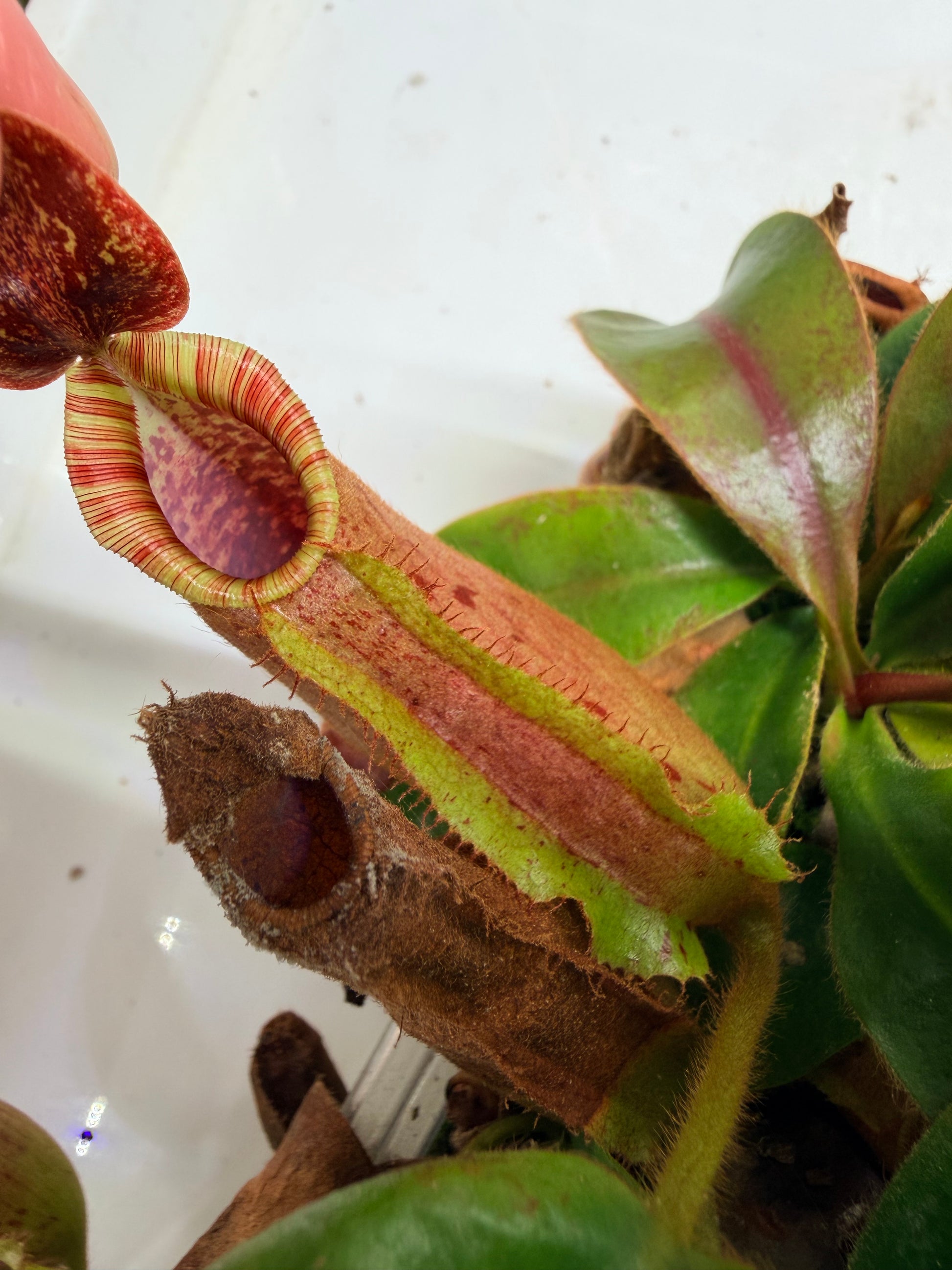 Nepenthes [(lowii x veitchii) x boschiana)] "Red Ruffled" x veitchii 'Candy Dreams' - Pitcher Perfect Plants