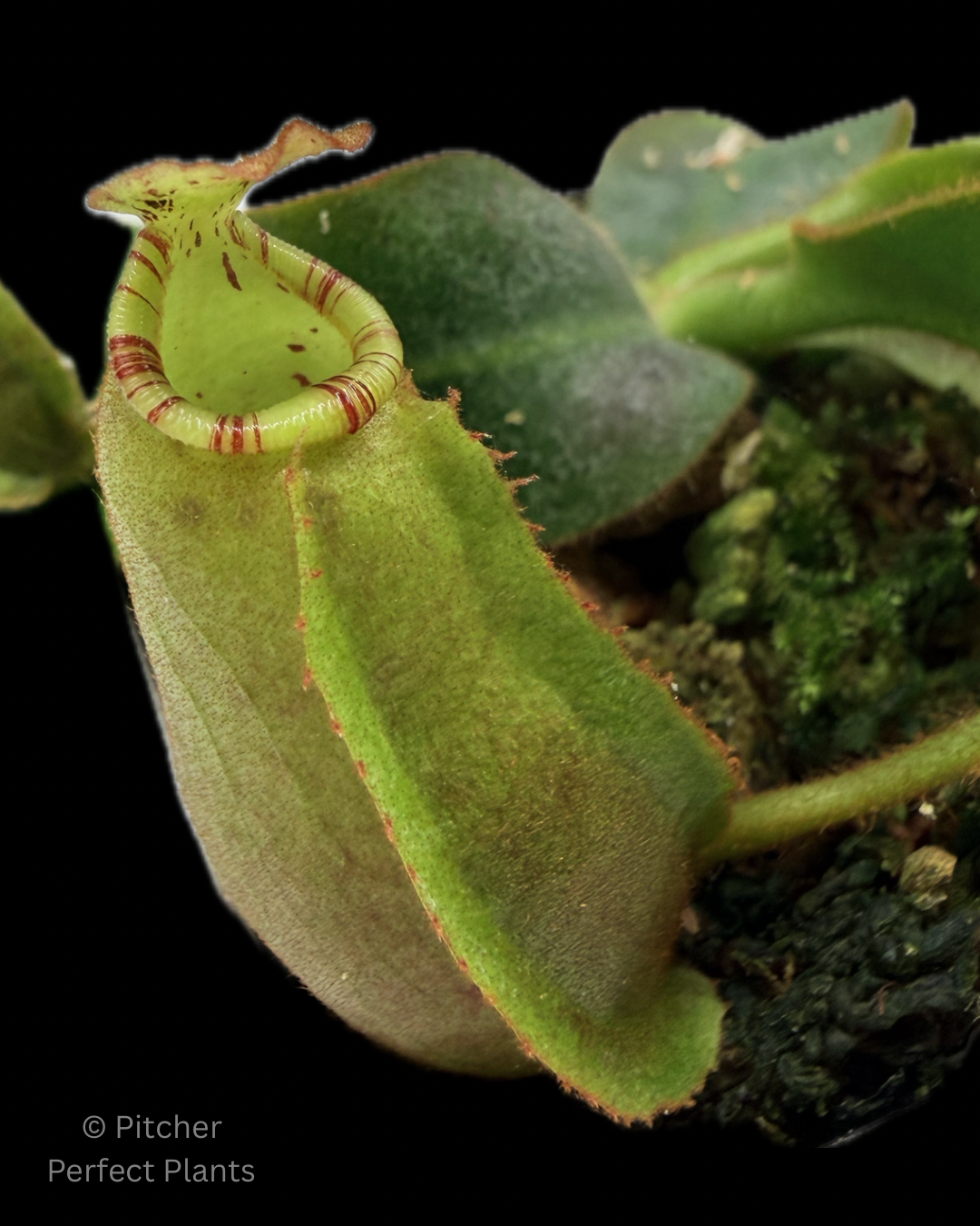 Nepenthes veitchii ['Geoff Wong' x (Akazukin x Bareo)] - Pitcher Perfect Plants