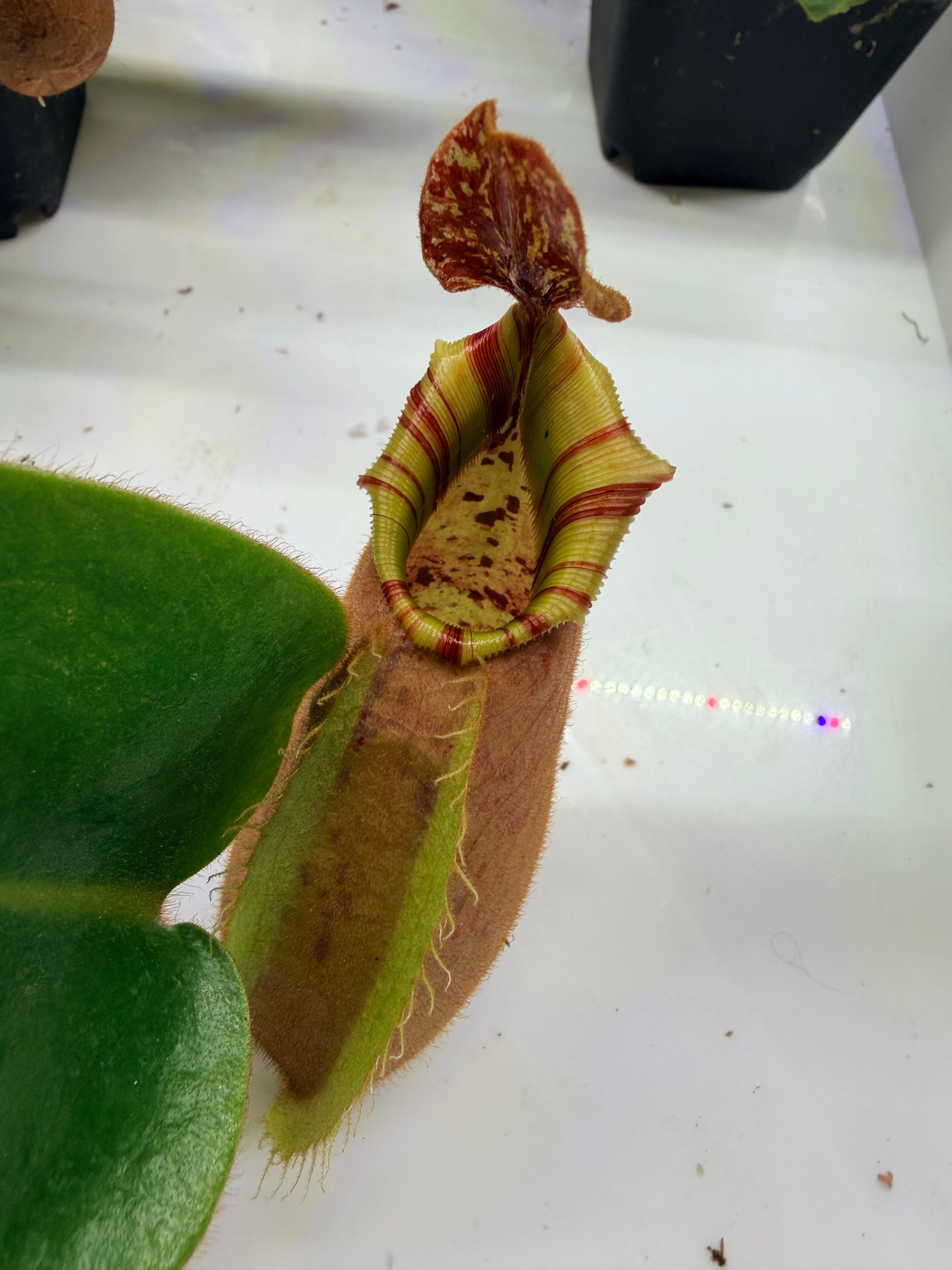 Nepenthes veitchii (Thai Bareo Giant x 'Candy Dreams') - Pitcher Perfect Plants