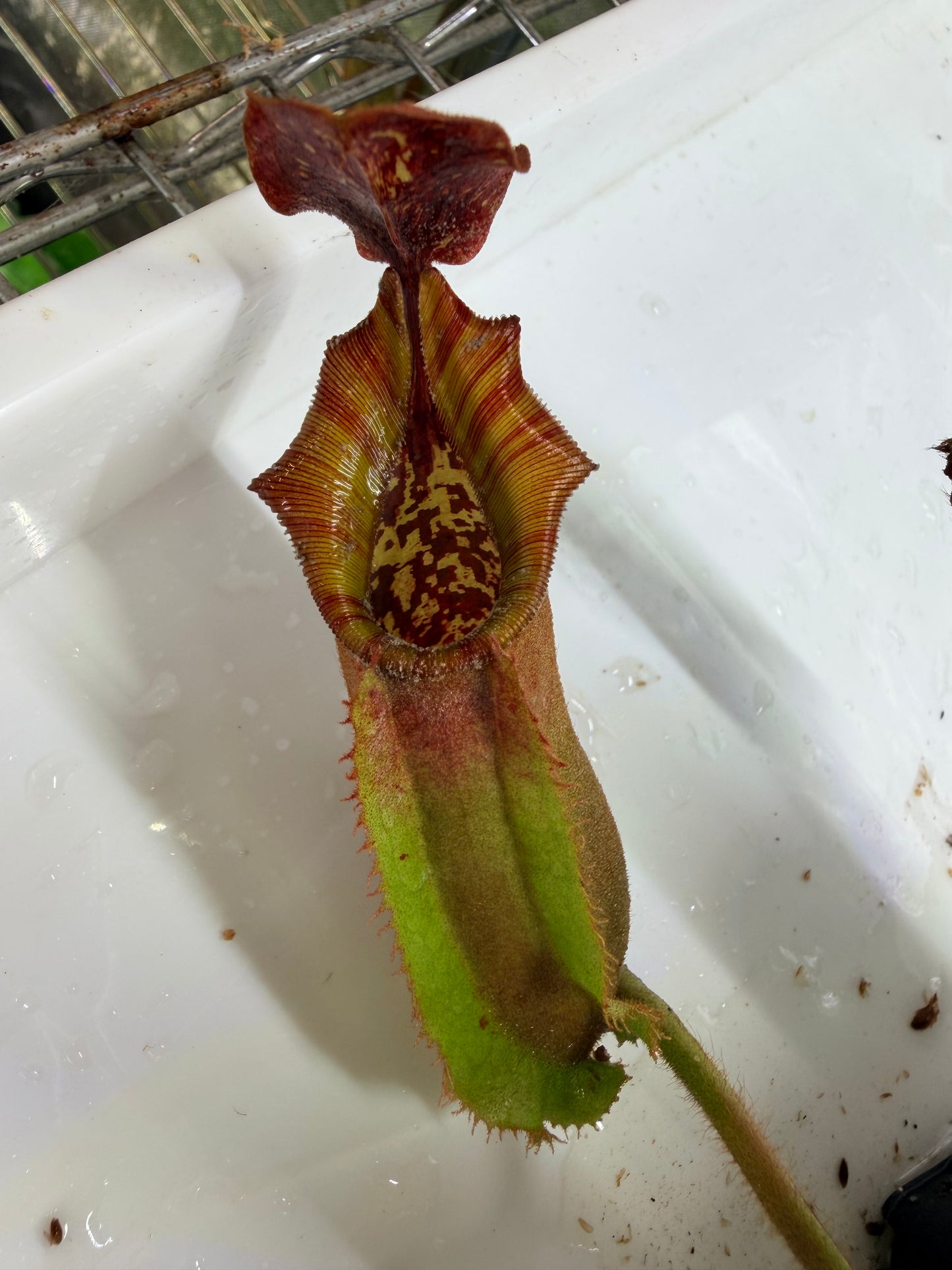 WYSIWYG Nepenthes {[(lowii x veitchii) x boschiana)] x veitchii "The Wave"} x veitchii Candy Red