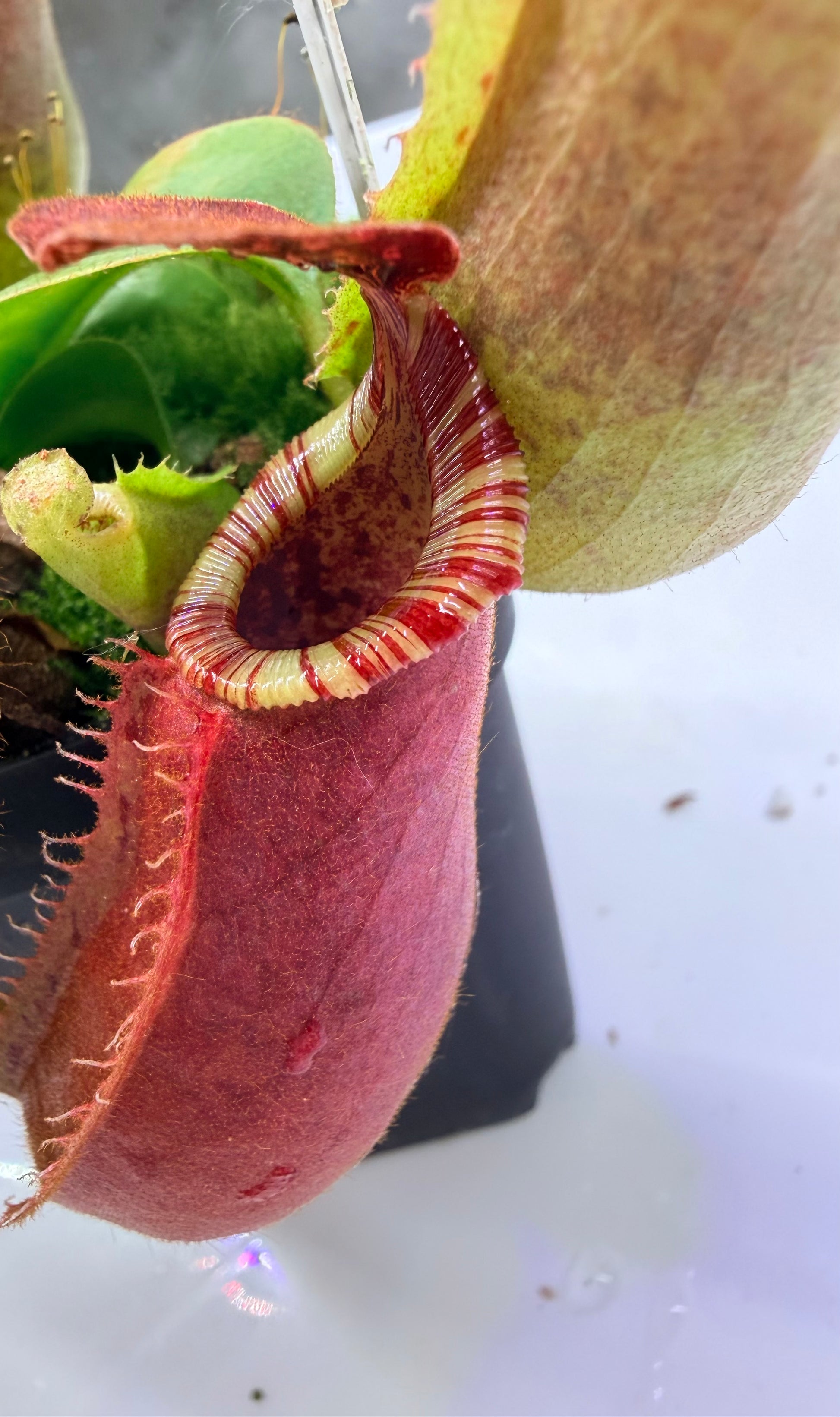 Nepenthes {[(Rokko x boschiana) x veitchii] x veitchii (m)} pink x veitchii 'Candy Dreams' - Pitcher Perfect Plants