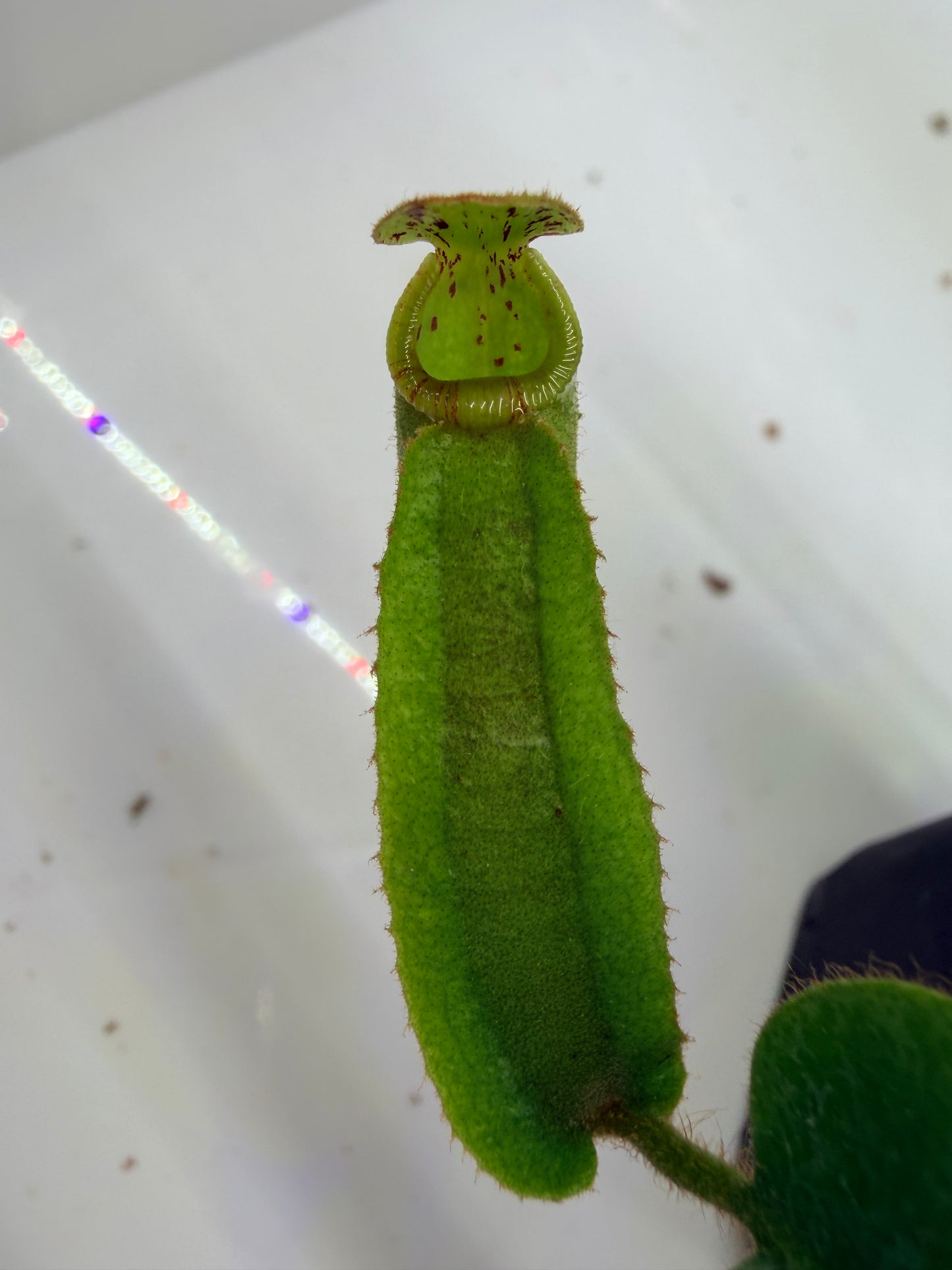 Nepenthes veitchii [Thai Bareo Giant x variegated (k)] - Pitcher Perfect Plants
