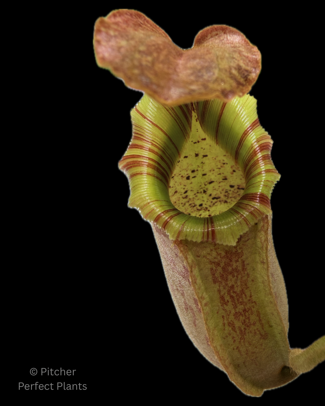 Nepenthes veitchii Kelabit Highlands × {Song of Melancholy × [(lowii x veitchii) x boschiana]} - Pitcher Perfect Plants