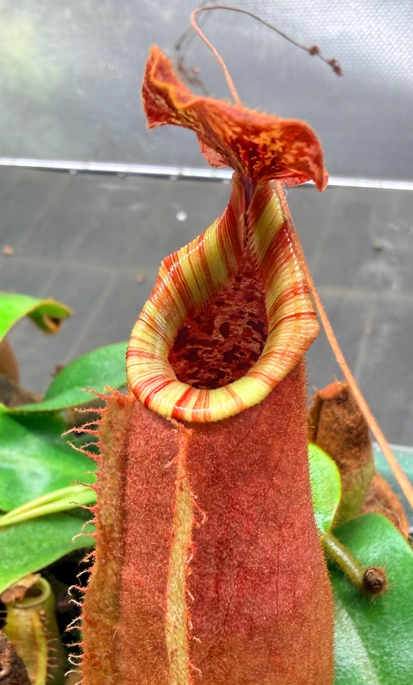 Nepenthes [(Song of Melancholy x veitchii) x veitchii "L15"] x veitchii 'Candy Dreams' - Pitcher Perfect Plants