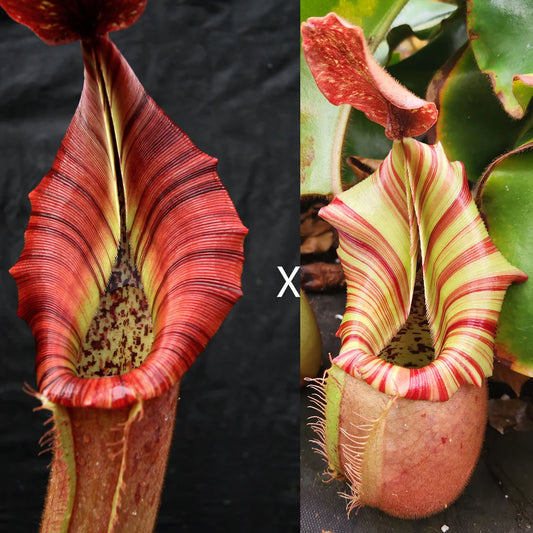 Nepenthes {[(lowii x veitchii) x boschiana)] x veitchii "The Wave"} x veitchii 'Candy Dreams' - Pitcher Perfect Plants