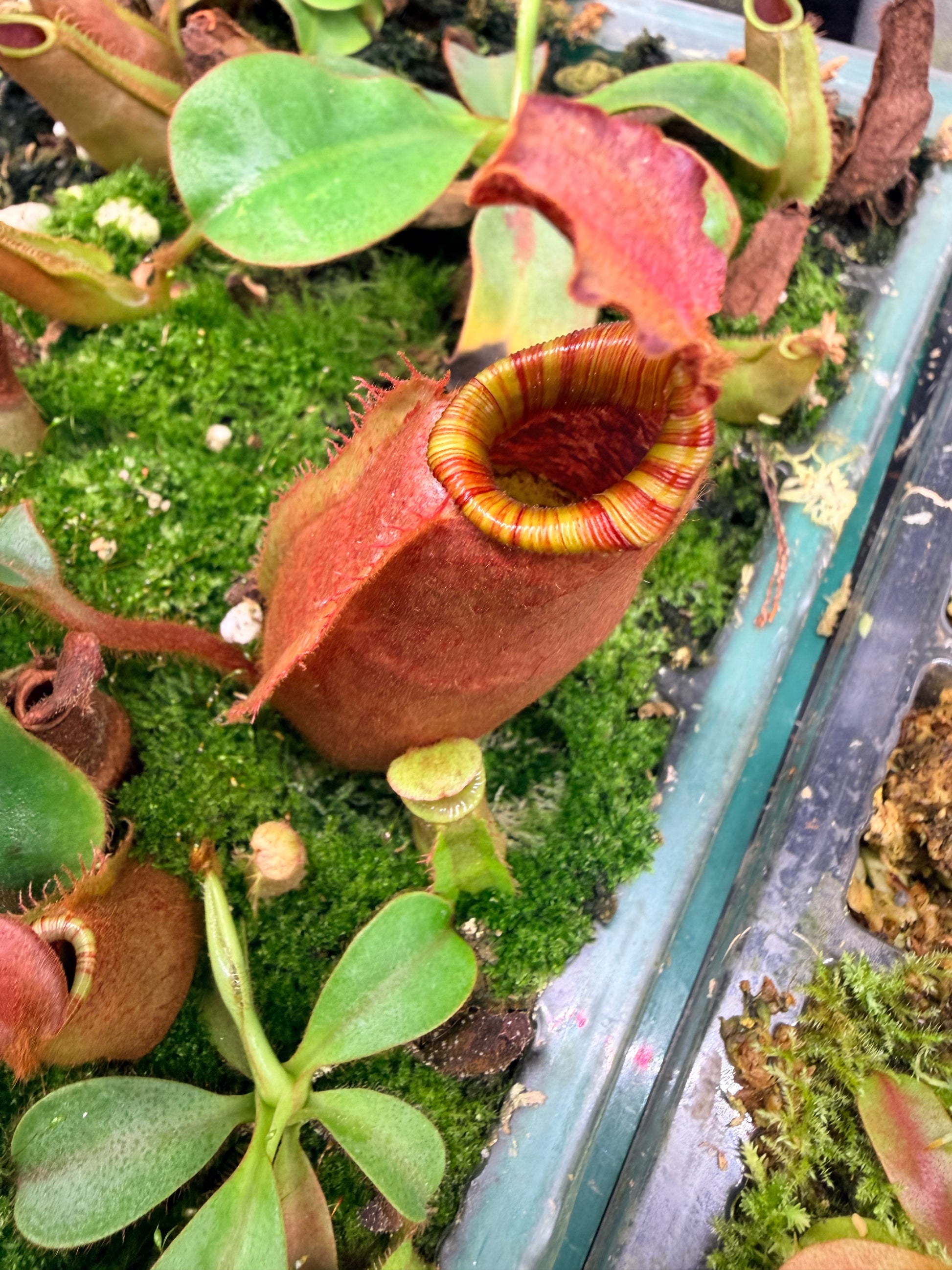 Nepenthes [(Song of Melancholy x veitchii) x veitchii "L15"] x veitchii 'Candy Dreams' - Pitcher Perfect Plants