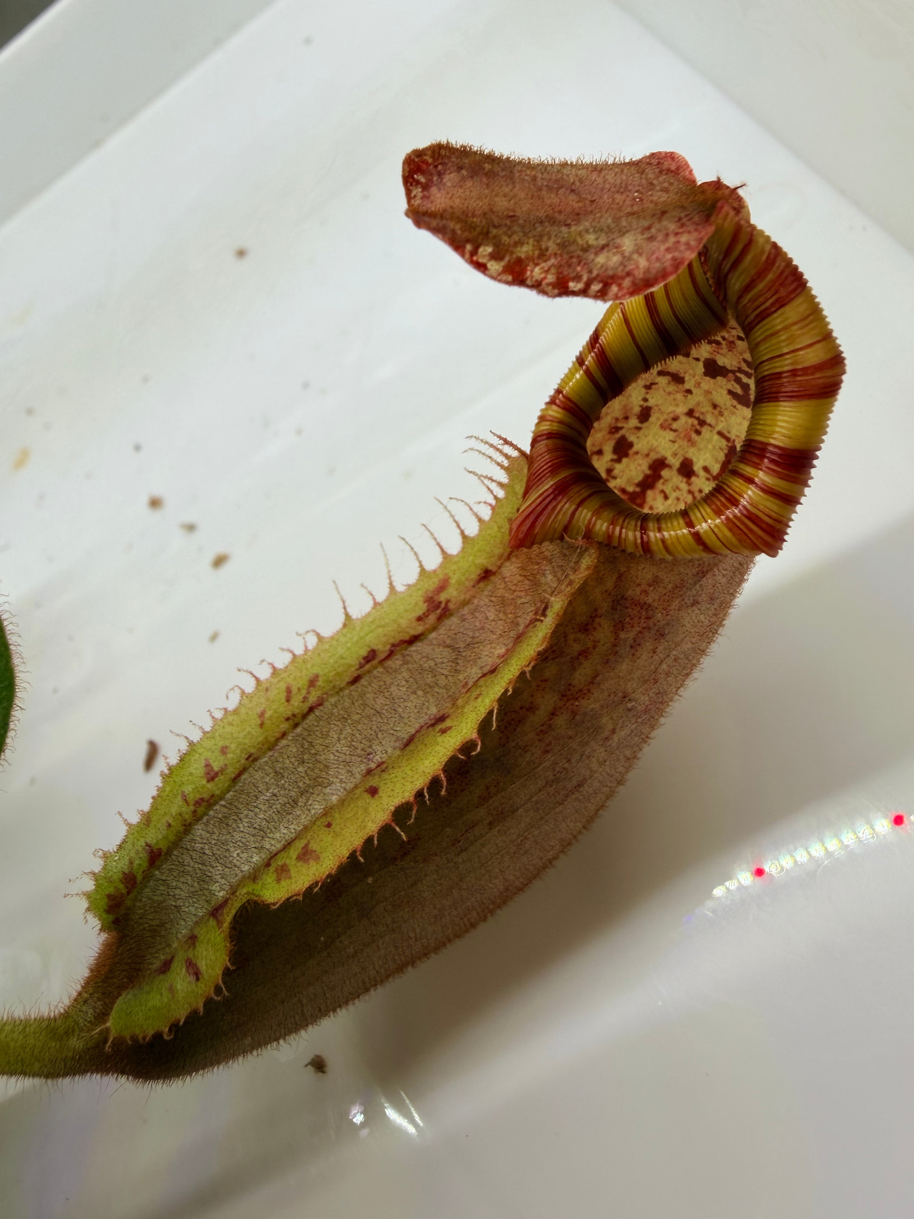 Nepenthes veitchii (Thai Bareo Giant x 'Candy Dreams') – Pitcher