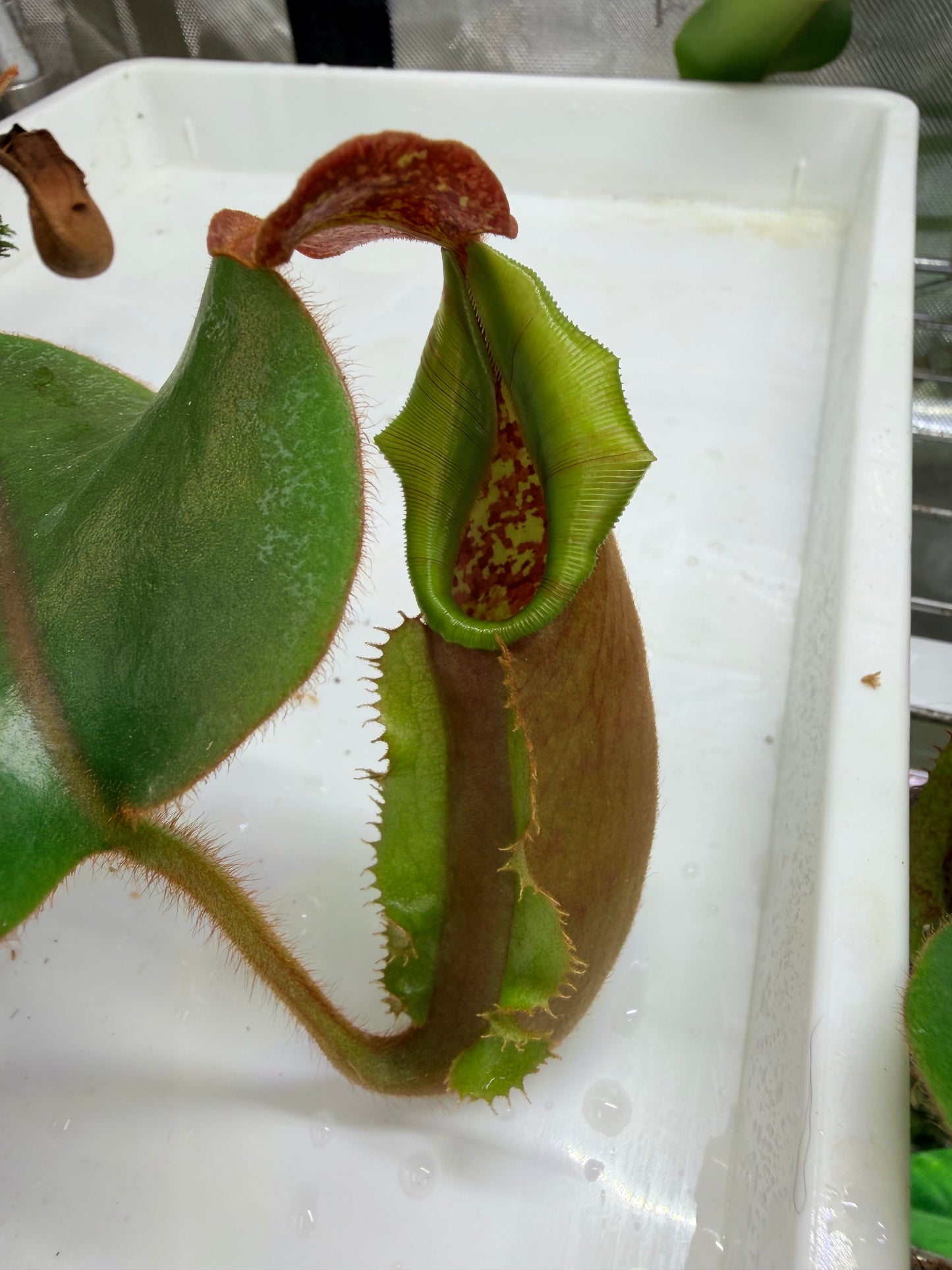 WYSIWYG Nepenthes {[(lowii x veitchii) x boschiana)] x veitchii "The Wave"} x veitchii Candy Red