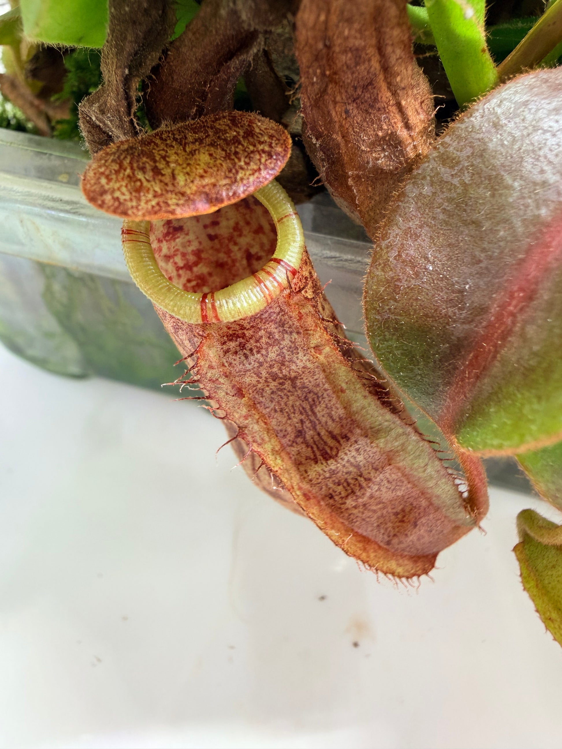 Nepenthes (platychila x vogelli) x veitchii 'Candy Dreams' - Pitcher Perfect Plants