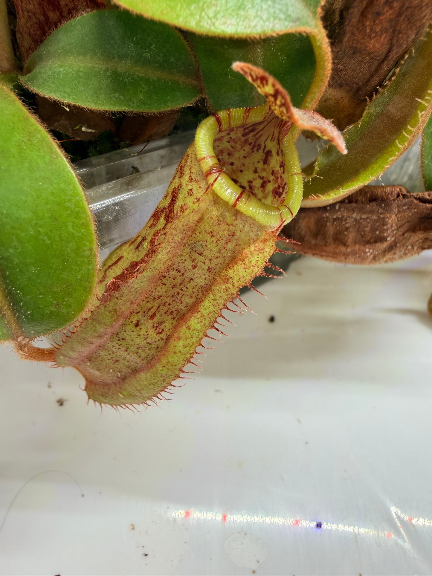 Nepenthes (platychila x vogelli) x veitchii 'Candy Dreams' - Pitcher Perfect Plants