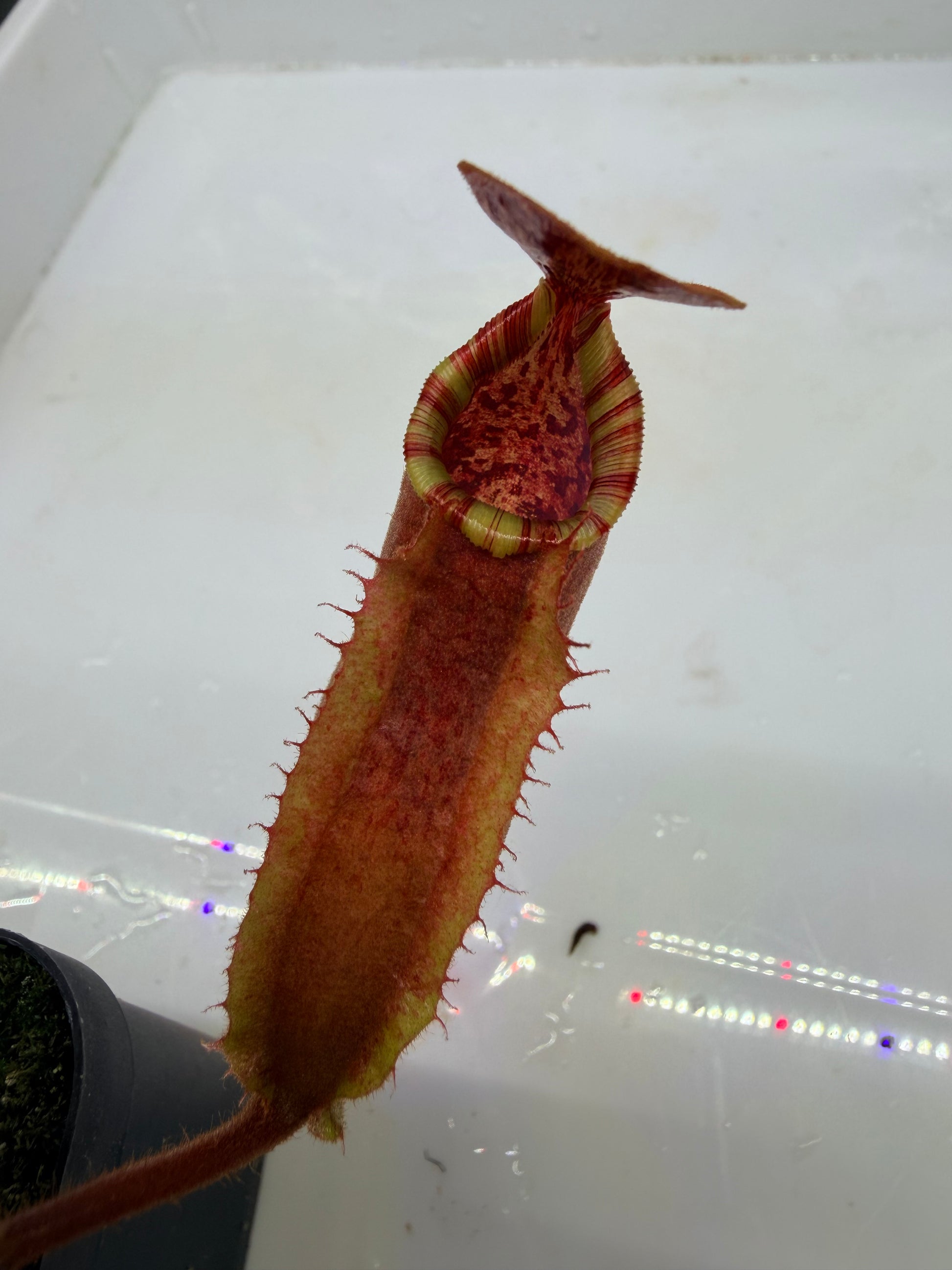 Nepenthes {[(lowii x veitchii) x boschiana)] x veitchii "The Wave"} x veitchii Candy Red - Pitcher Perfect Plants