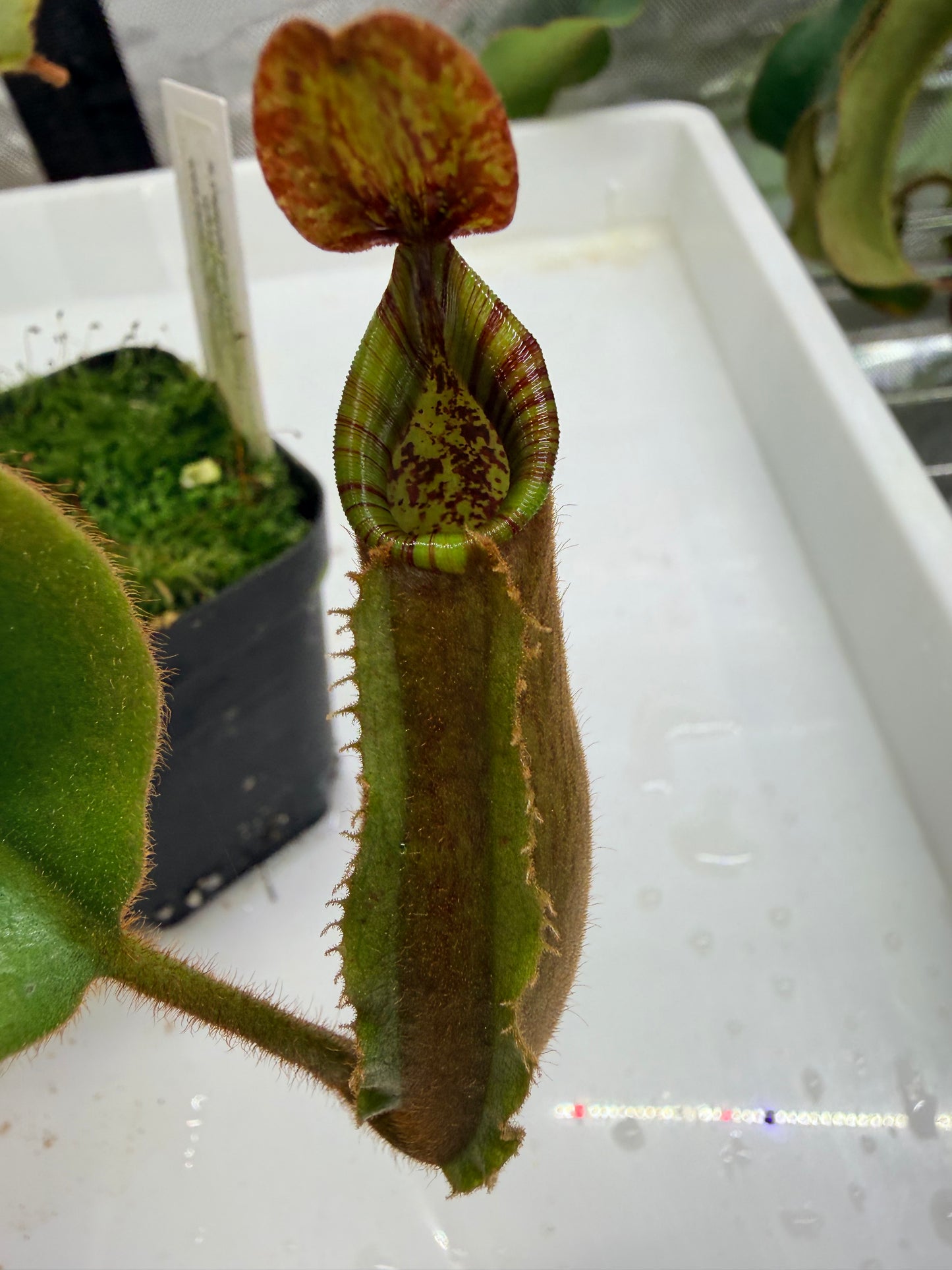 WYSIWYG Nepenthes ('Splendid Diana' x platychila) x veitchii ‘Candy Dreams’