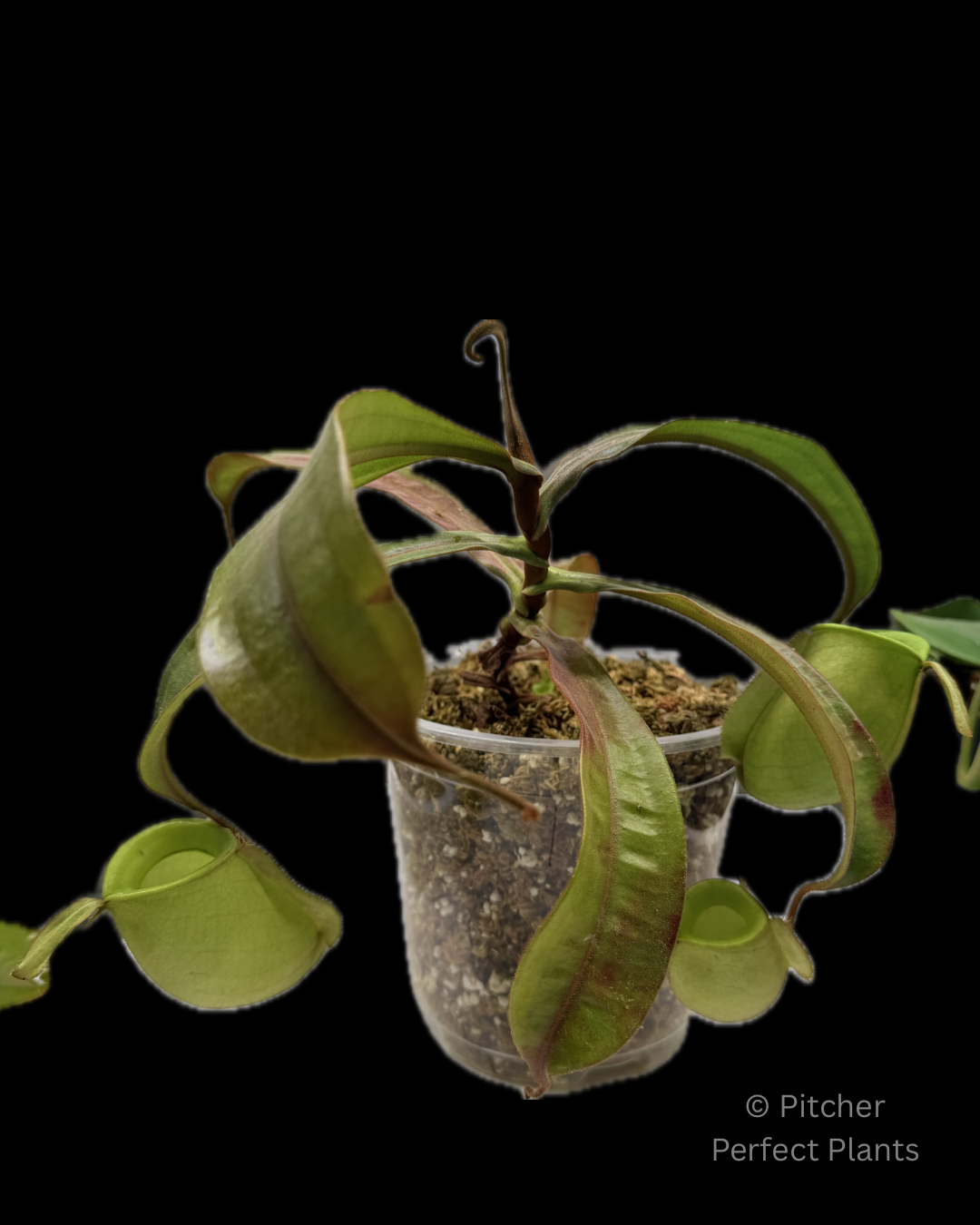 Nepenthes ampullaria, orange leaf (Tayeve, Irian Jaya) - Pitcher Perfect Plants