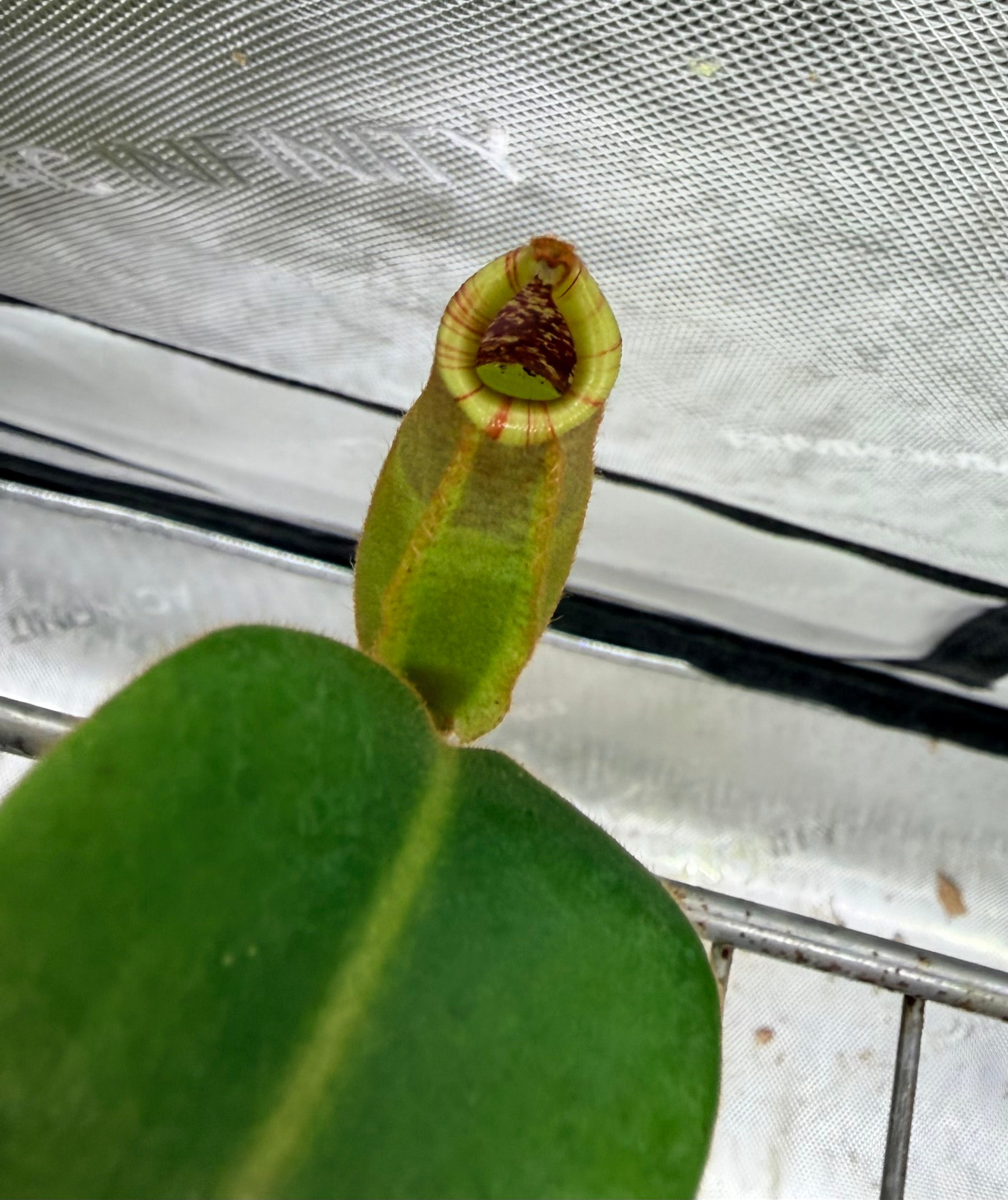 Nepenthes ('Splendid Diana' x platychila) x veitchii 'Candy Dreams