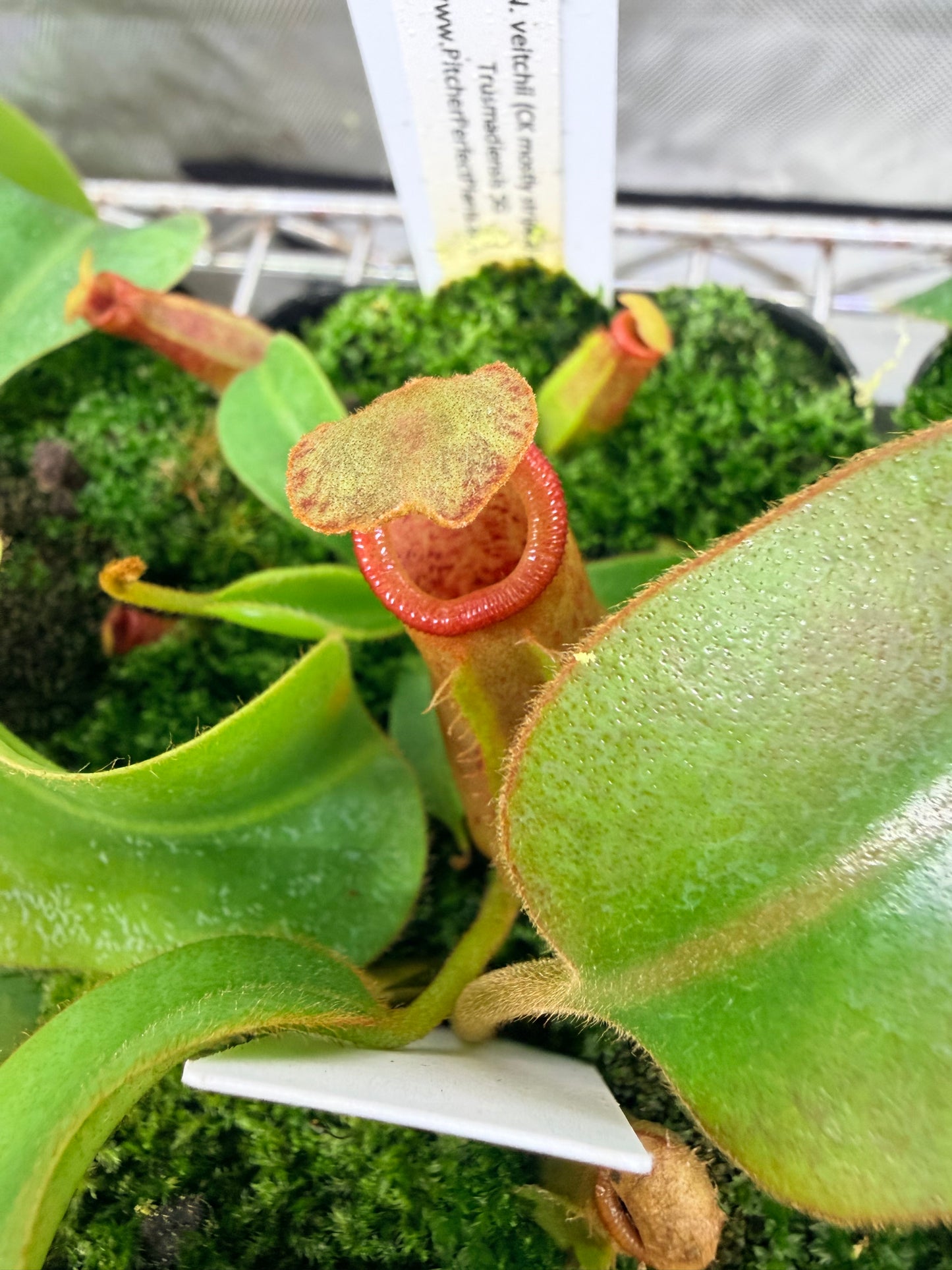 Nepenthes veitchii (CK mostly striped) x Trusmadiensis SG - Pitcher Perfect Plants