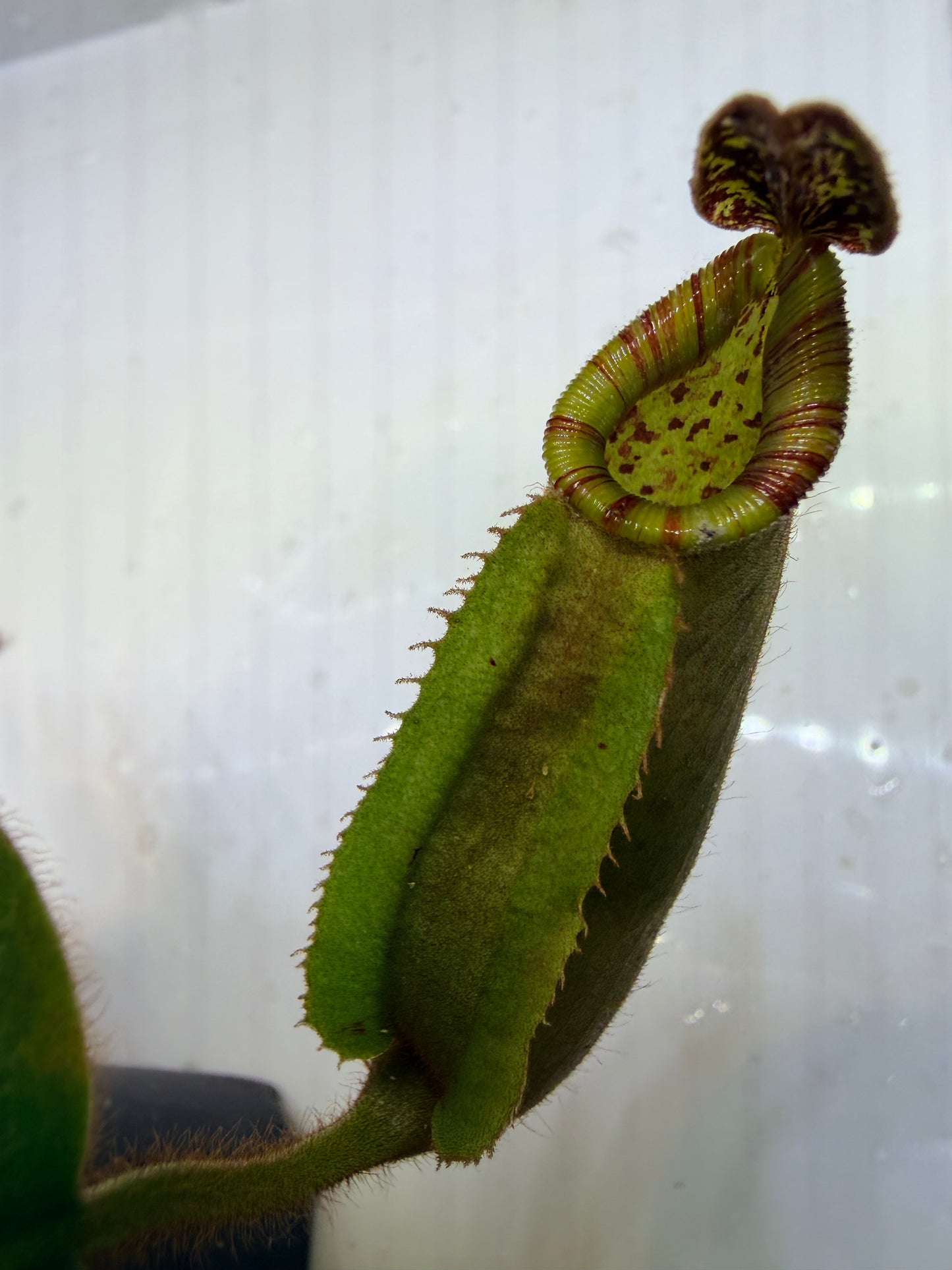 Nepenthes veitchii (JB x variegated (k)) - Pitcher Perfect Plants