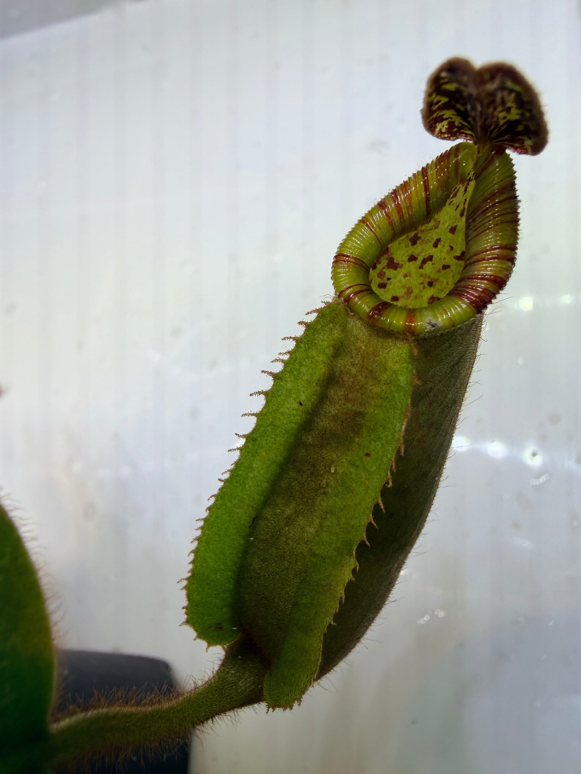 Nepenthes veitchii (JB x variegated (k)) - Pitcher Perfect Plants