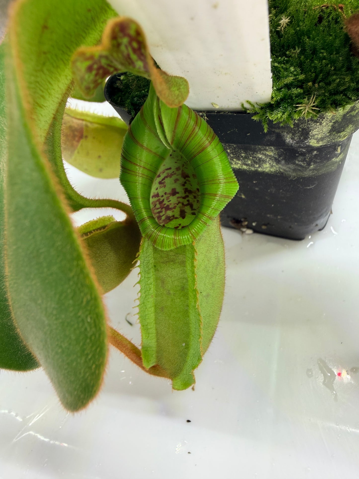 WYSIWYG Nepenthes ('Splendid Diana' x platychila) x veitchii ‘Candy Dreams’
