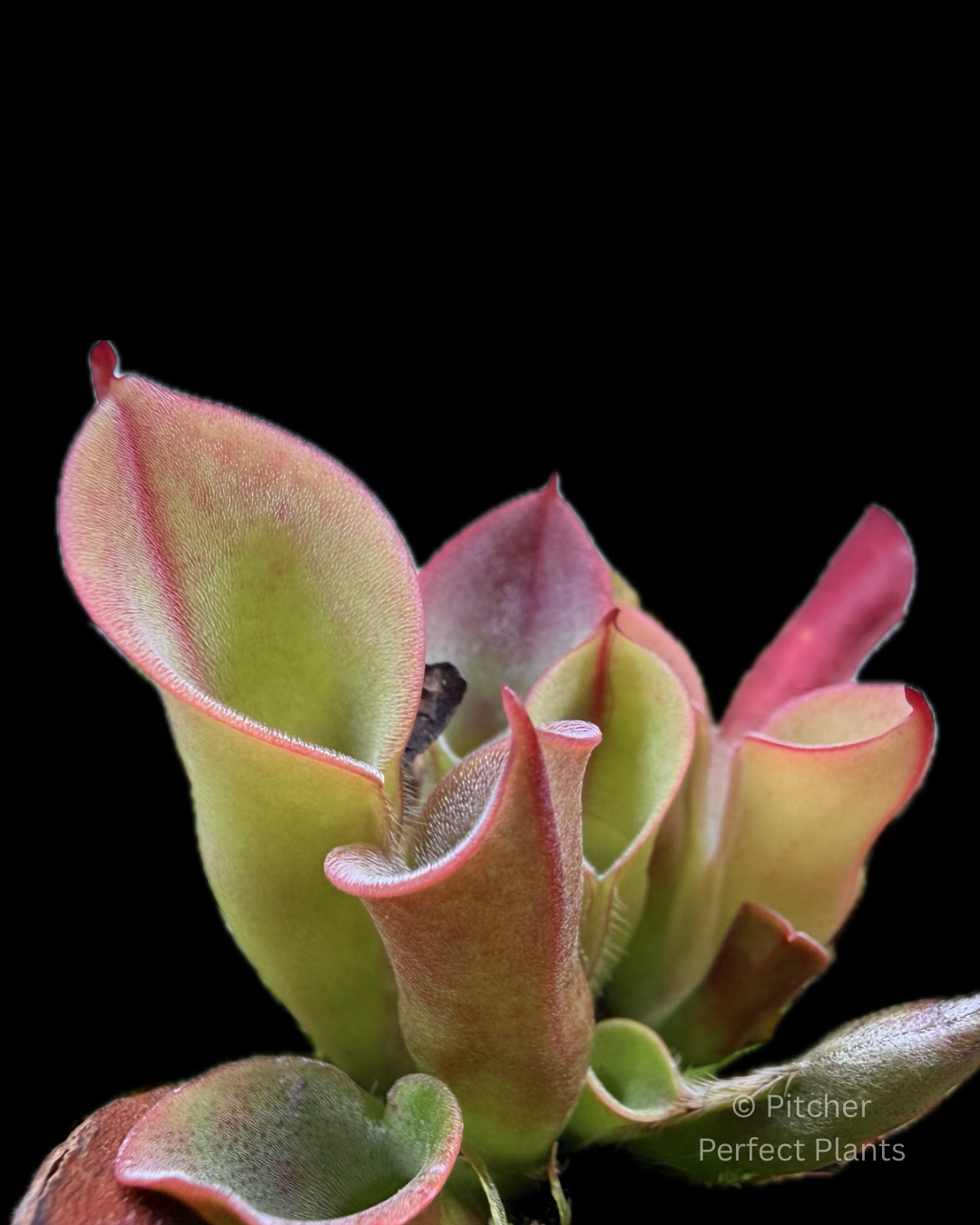 Heliamphora minor Big Orange - Pitcher Perfect Plants