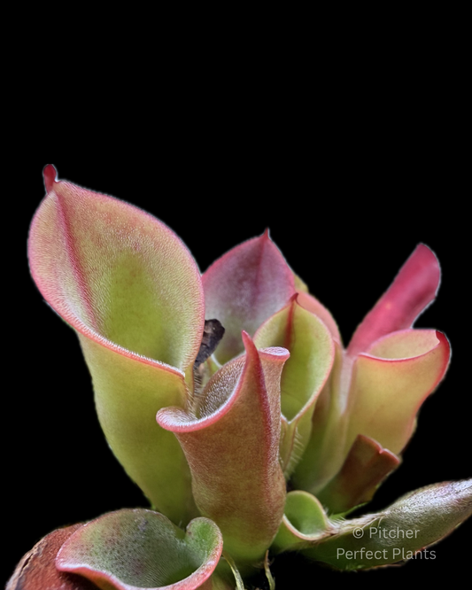 Heliamphora minor Big Orange - Pitcher Perfect Plants