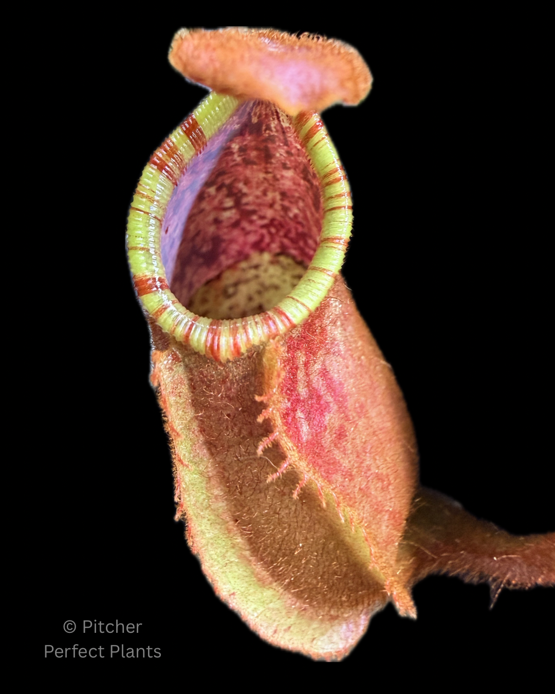 Nepenthes veitchii ('Orange' x 'Candy Dreams') - Pitcher Perfect Plants