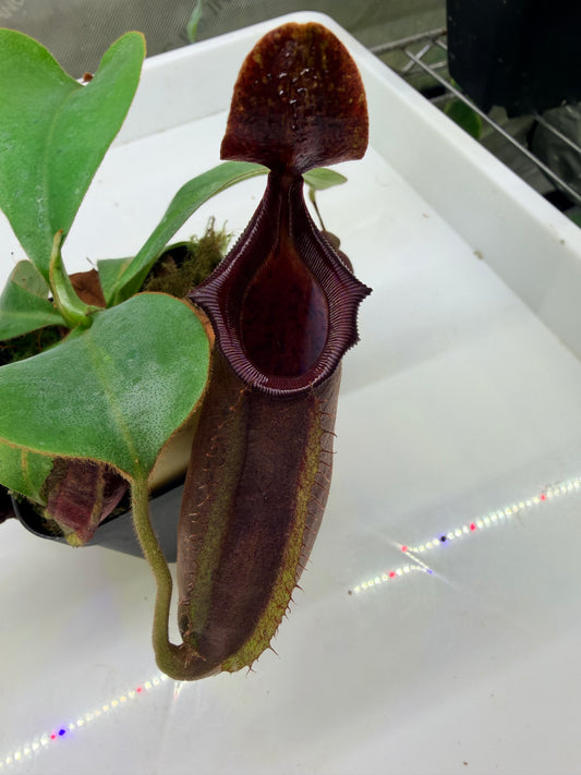 Nepenthes naga 'Paul Barden' x veitchii 'Candy Dreams" - Pitcher Perfect Plants