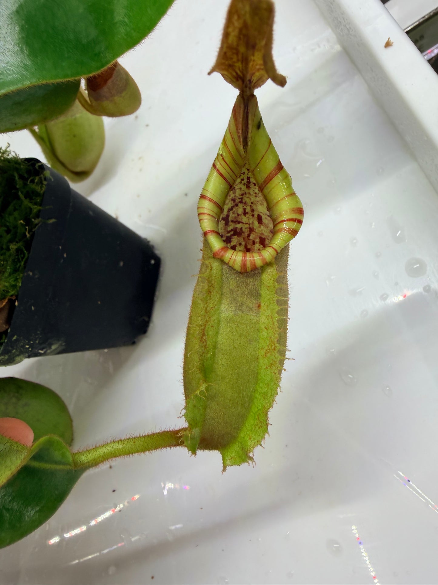 WYSIWYG Nepenthes ('Splendid Diana' x platychila) x veitchii ‘Candy Dreams’