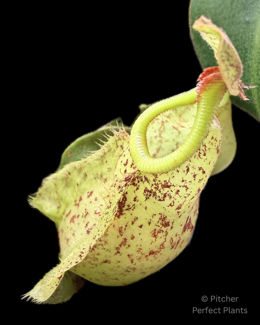 Nepenthes rafflesiana (JB x 'Thick Lip')
