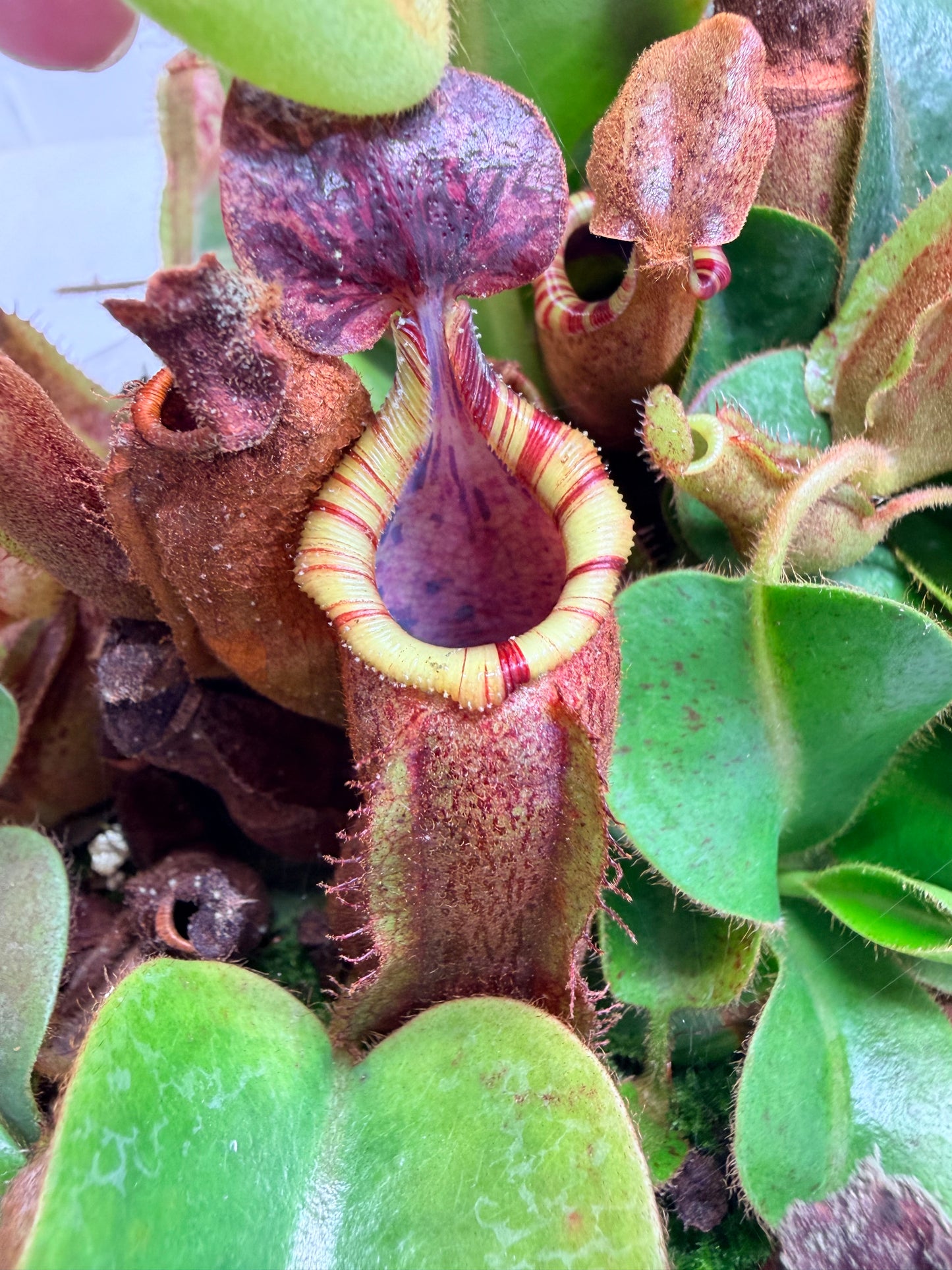 Nepenthes [(lowii x veitchii) x boschiana)] "Red Ruffled" x veitchii 'Candy Dreams' - Pitcher Perfect Plants
