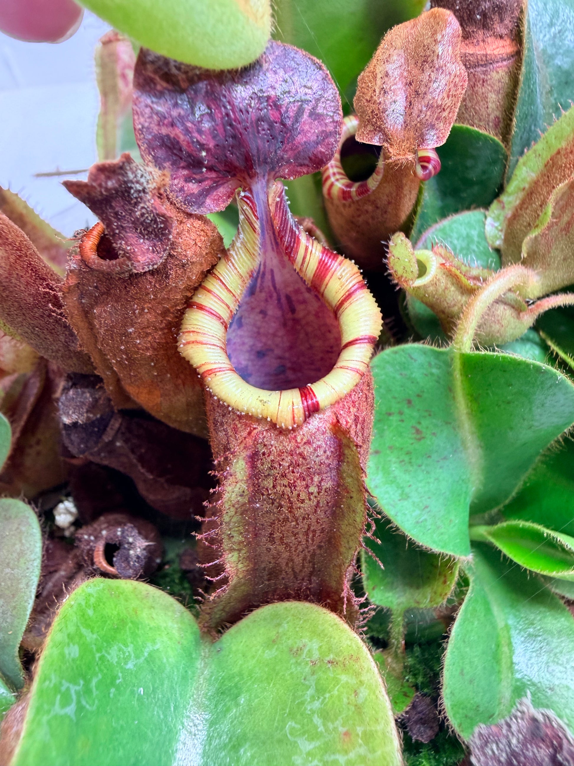Nepenthes [(lowii x veitchii) x boschiana)] "Red Ruffled" x veitchii 'Candy Dreams' - Pitcher Perfect Plants