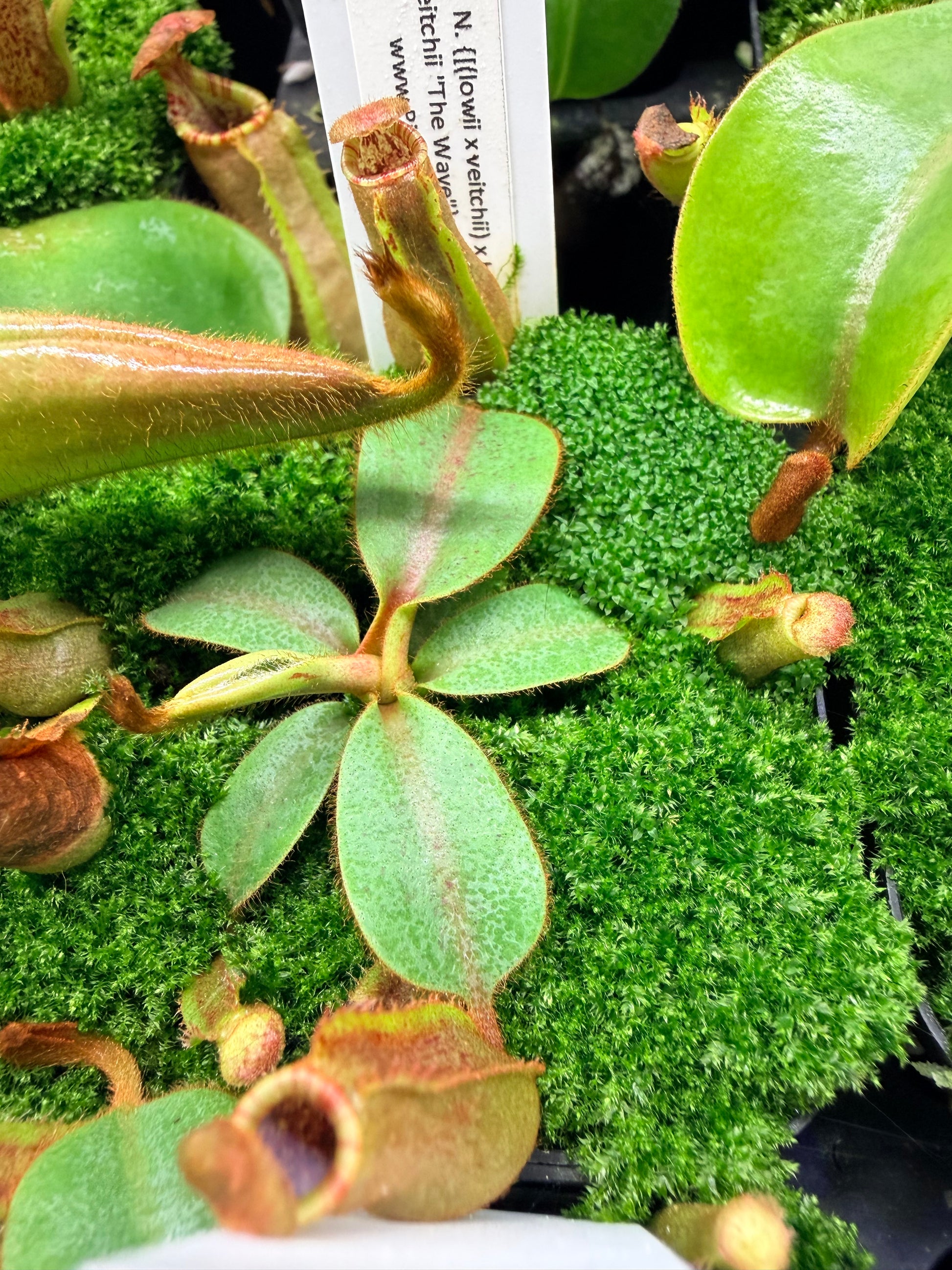 Nepenthes {[(lowii x veitchii) x boschiana)] x veitchii "The Wave"} x veitchii Candy Red - Pitcher Perfect Plants