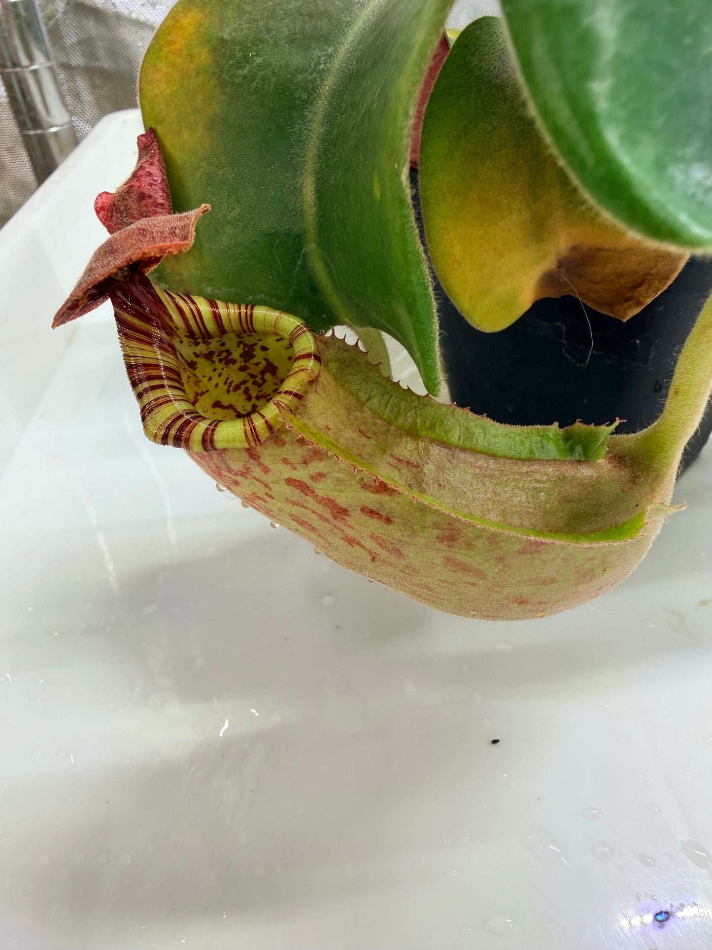 WYSIWYG Nepenthes (Marpesa x clipeata) x (maxima x veitchii highland)