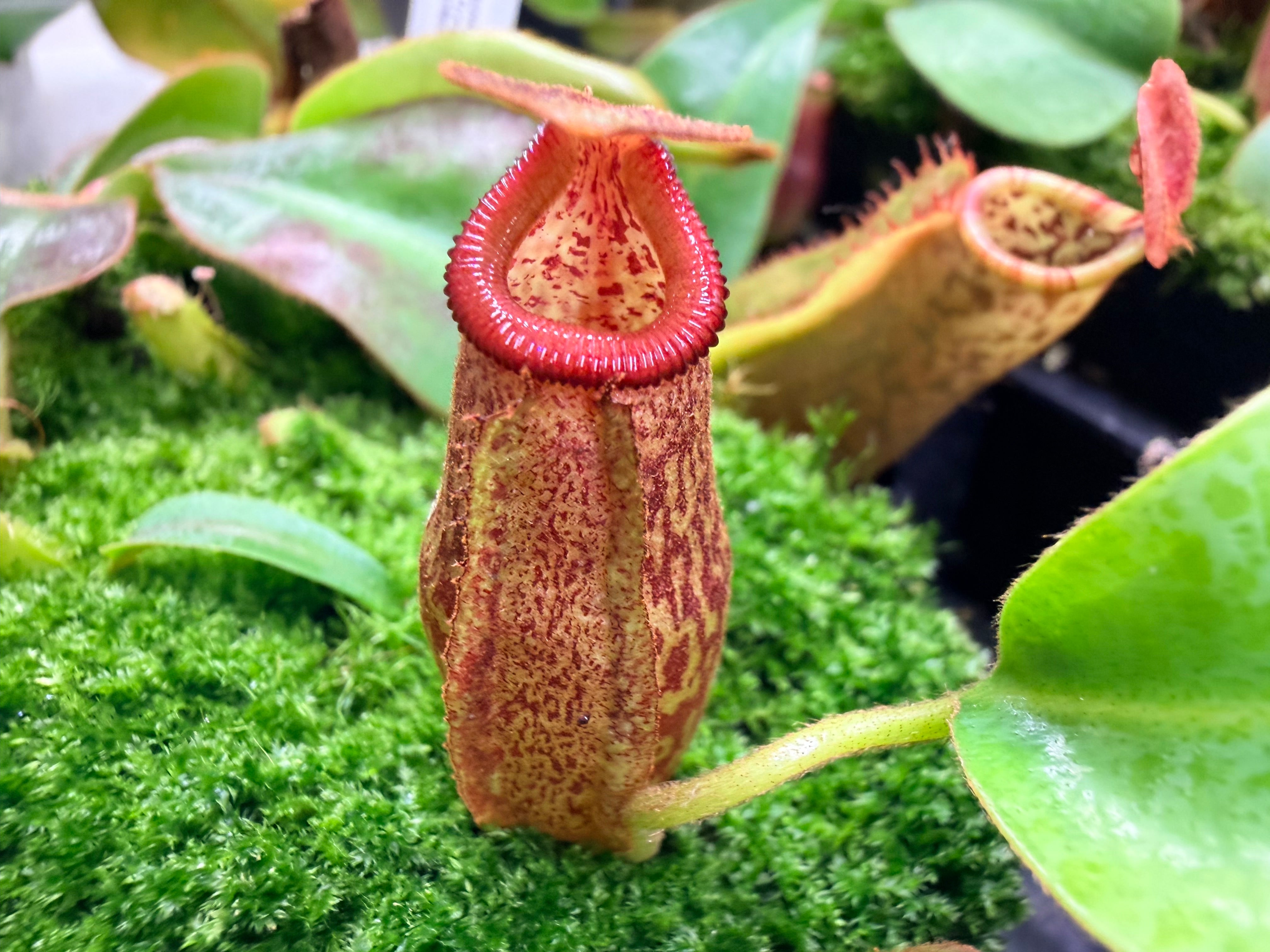 Nepenthes maxima 'Geoff Wong' x Harryana – Pitcher Perfect Plants