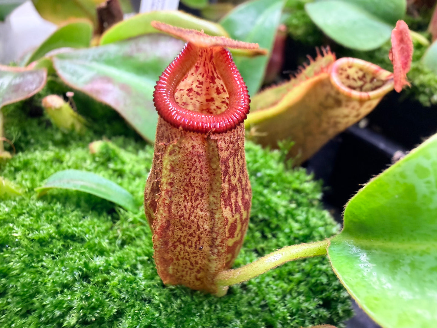 Nepenthes maxima 'Geoff Wong' x Harryana - Pitcher Perfect Plants