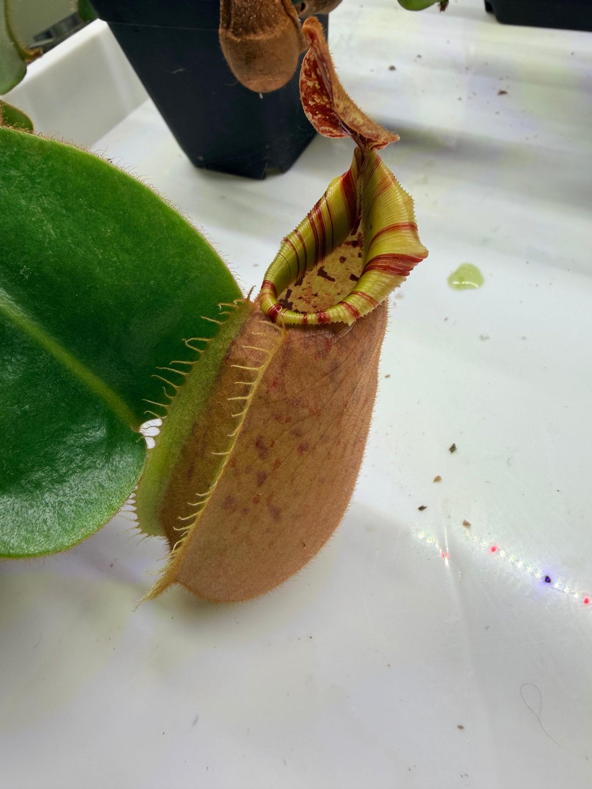 Nepenthes veitchii (Thai Bareo Giant x 'Candy Dreams') - Pitcher Perfect Plants