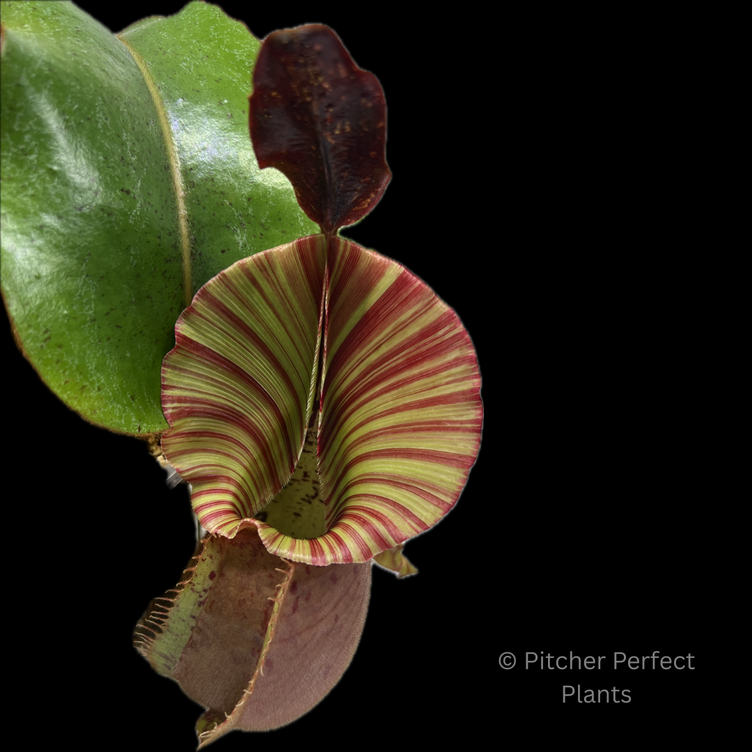 Nepenthes veitchii 'Candy Dreams' - Pitcher Perfect Plants
