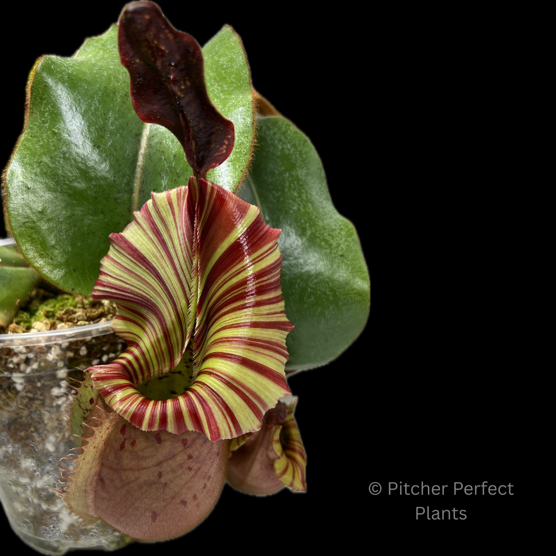 Nepenthes veitchii 'Candy Dreams' - Pitcher Perfect Plants