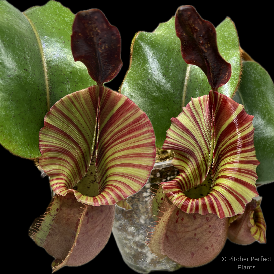 Nepenthes veitchii 'Candy Dreams' - Pitcher Perfect Plants