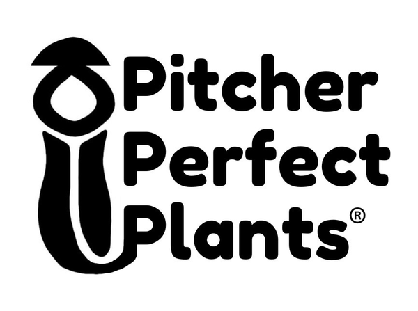 Pitcher Perfect Plants ®