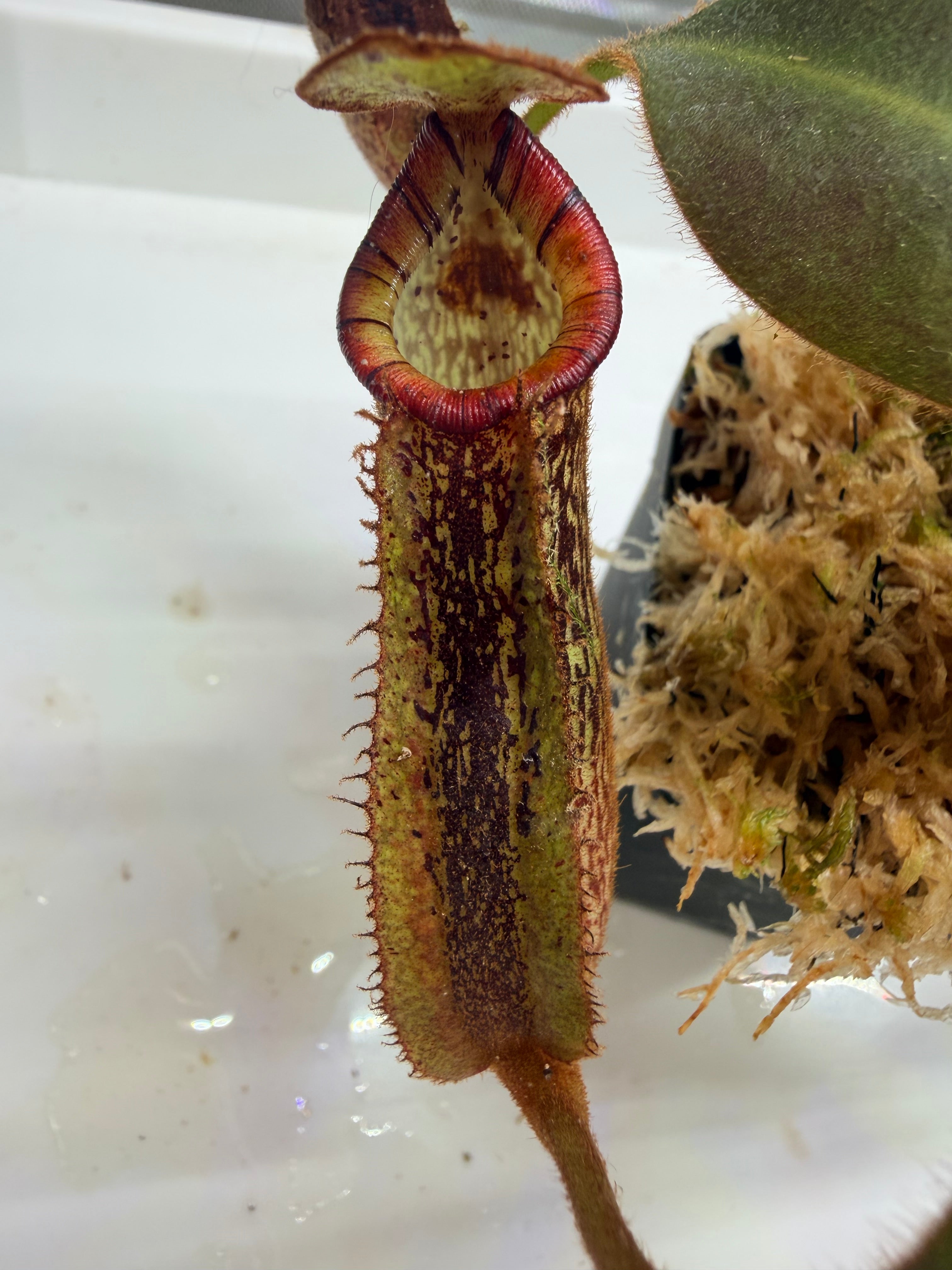 Nepenthes (veitchii 