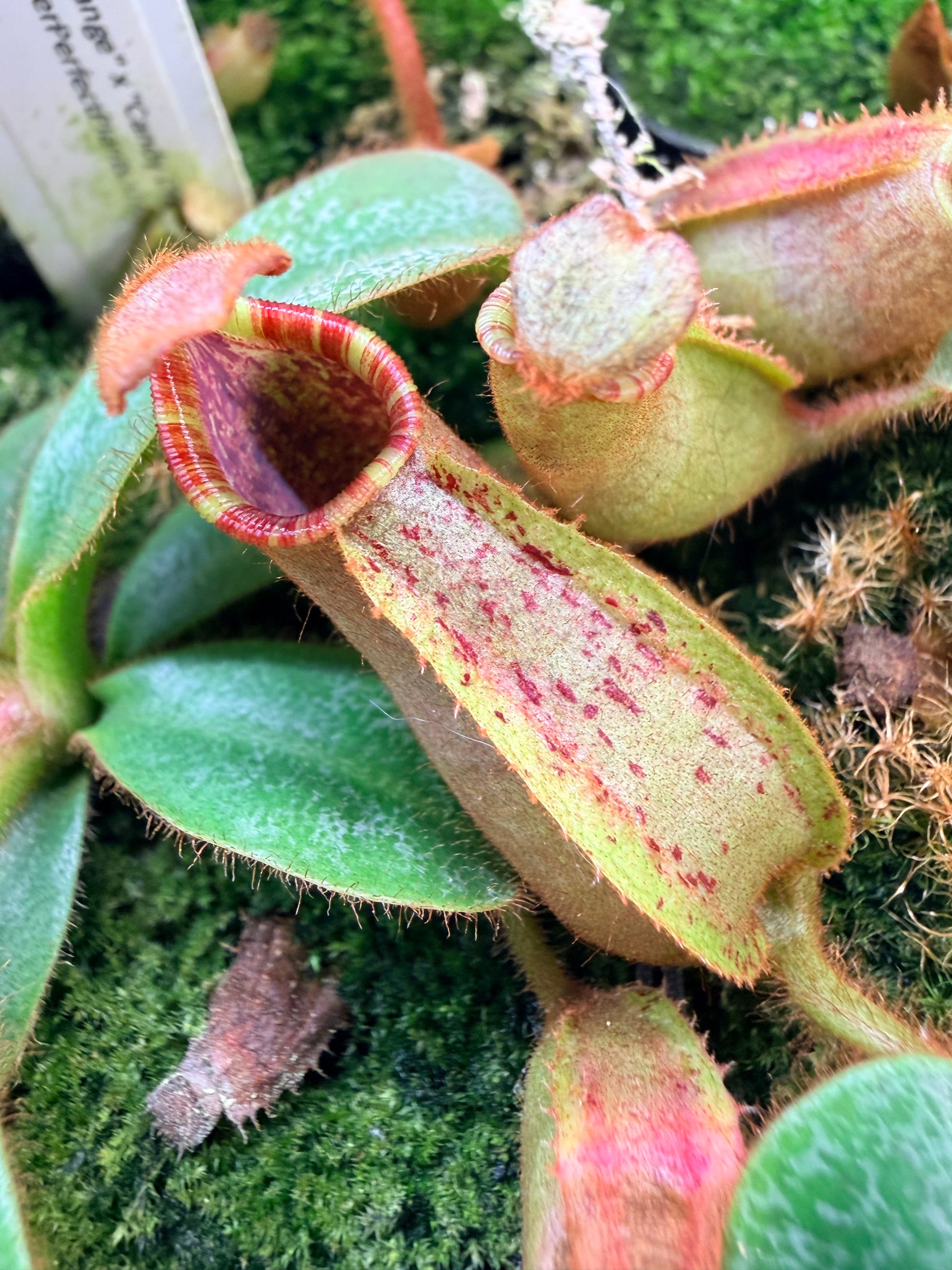 Nepenthes veitchii ('Orange' x 'Candy Dreams') - Pitcher Perfect Plants