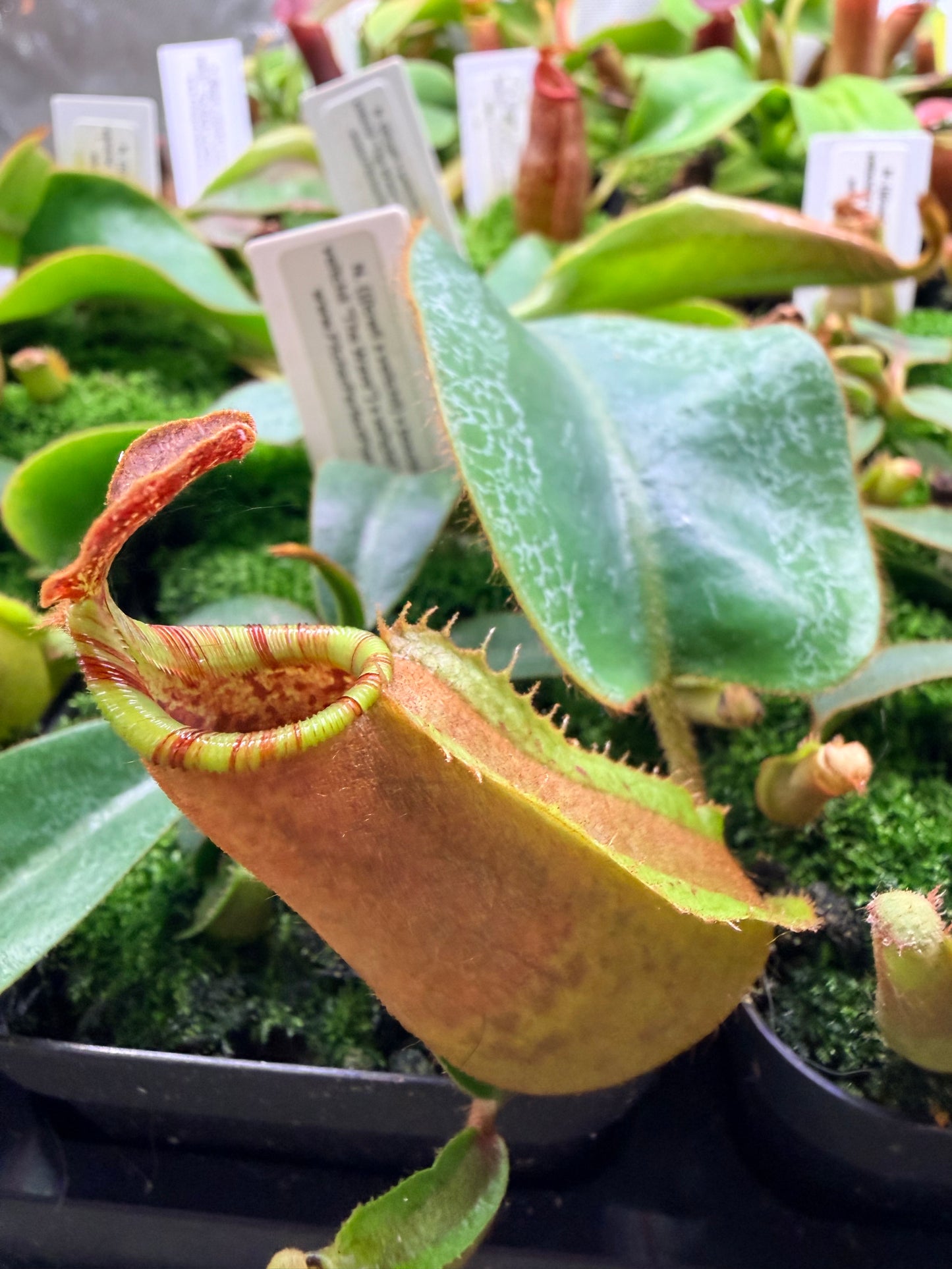 Nepenthes {[(lowii x veitchii) x boschiana)] x veitchii "The Wave"} x veitchii Candy Red - Pitcher Perfect Plants