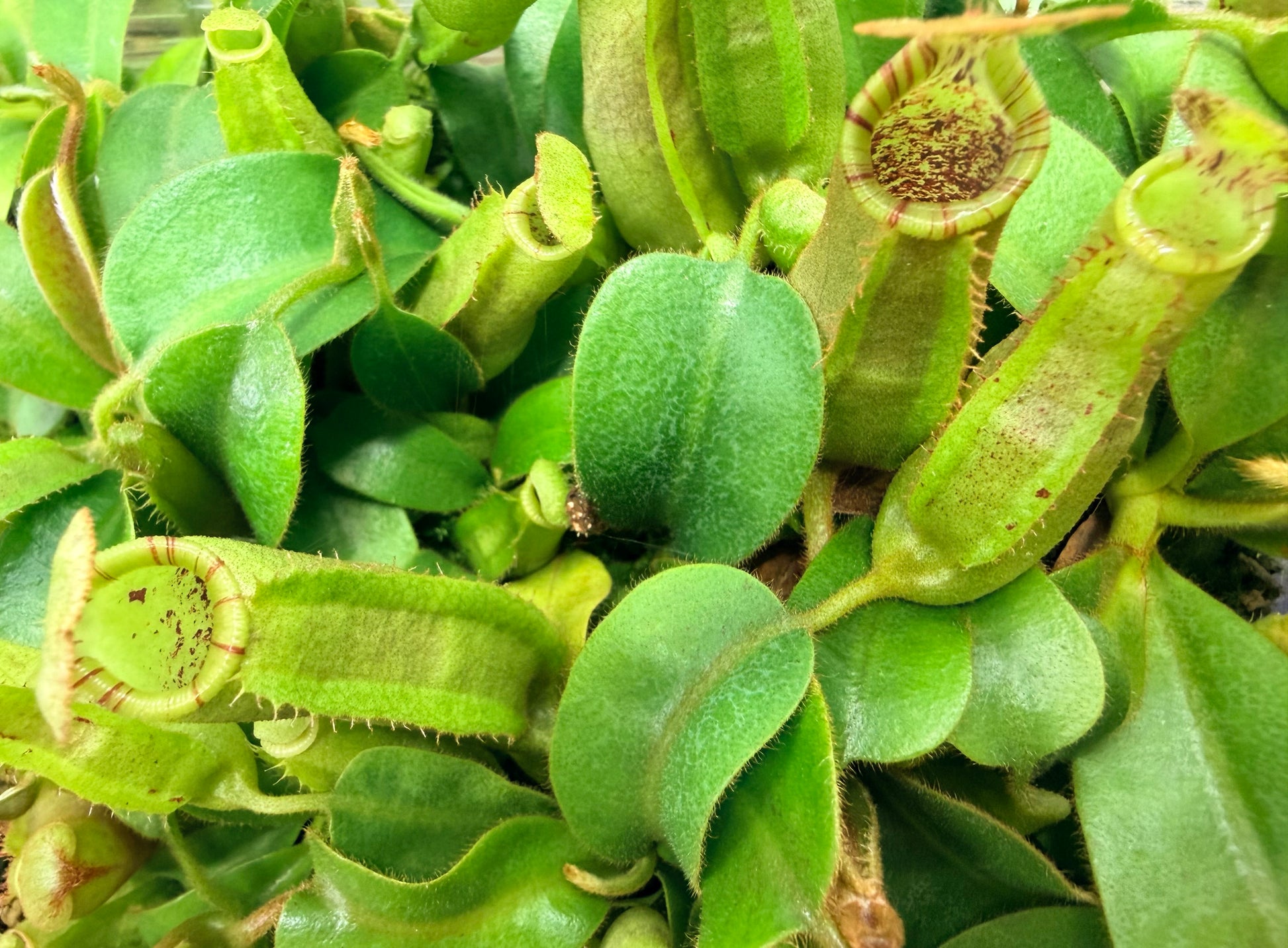 Nepenthes maxima Wavy Leaves Yamada x veitchii 'Candy Dreams' - Pitcher Perfect Plants
