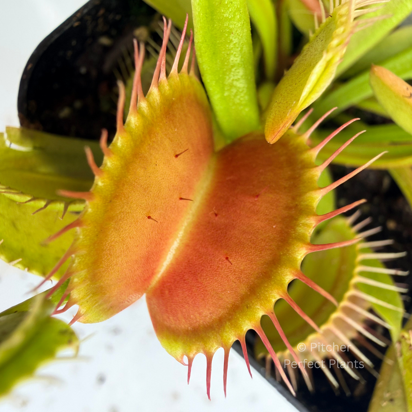 Dionaea muscipula "Czech Giant"